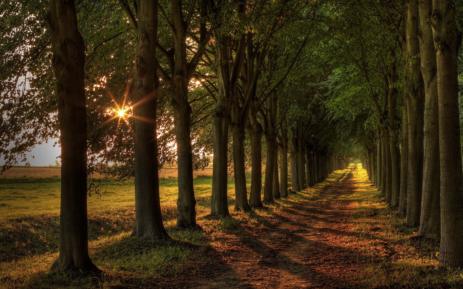 1920x1200 Related Wallpapers from Free Forest Path Wallpaper. Trees Road Sunset