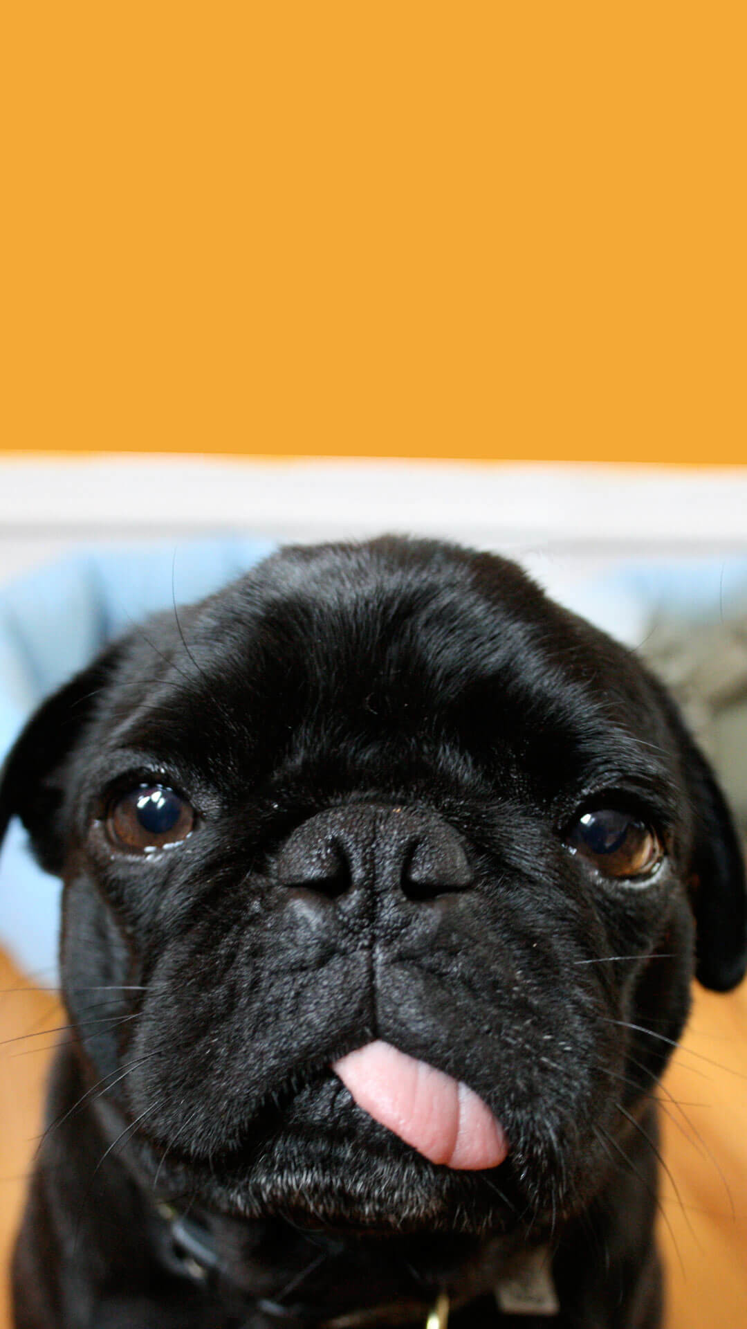 1080x1920 Cute Black Pug Wallpaper iPhone HD