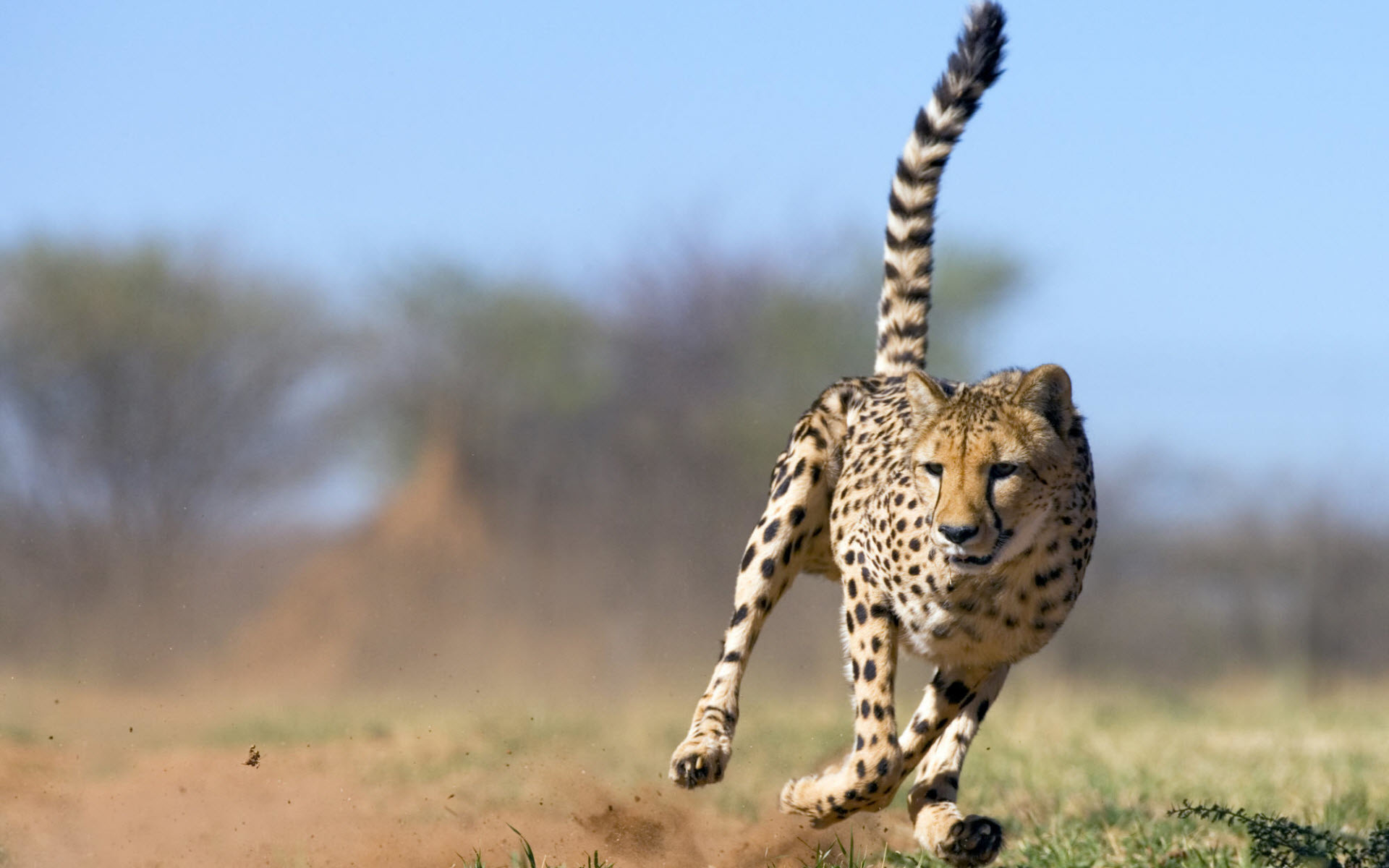 1920x1200 cheetah running pictures. Â«Â«