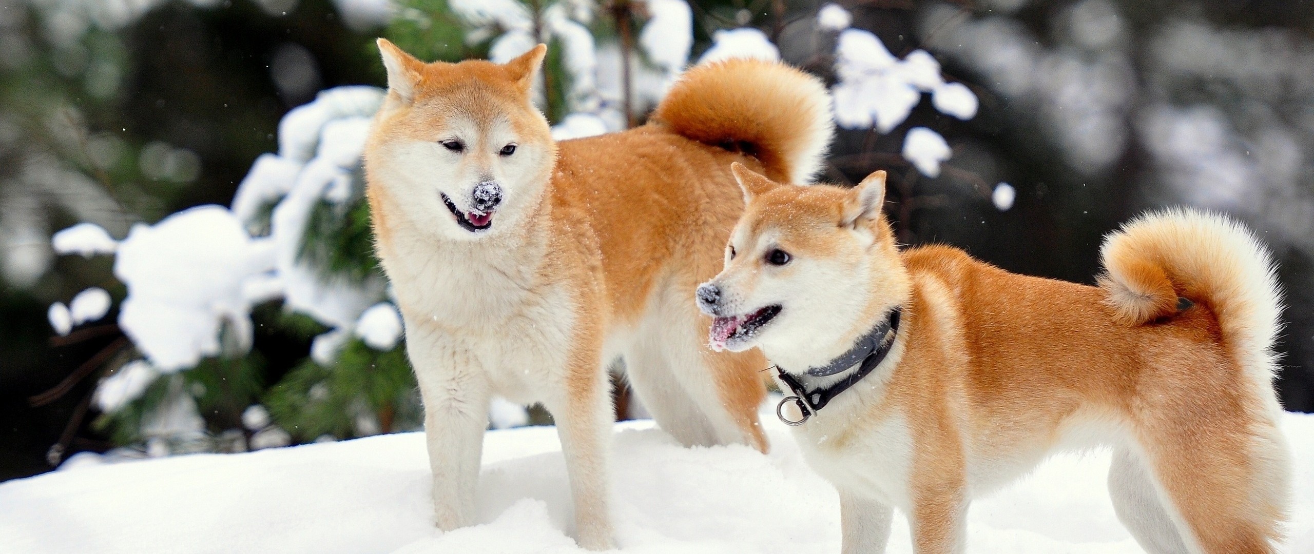 2560x1080  Wallpaper akita inu, dog, snow, playful