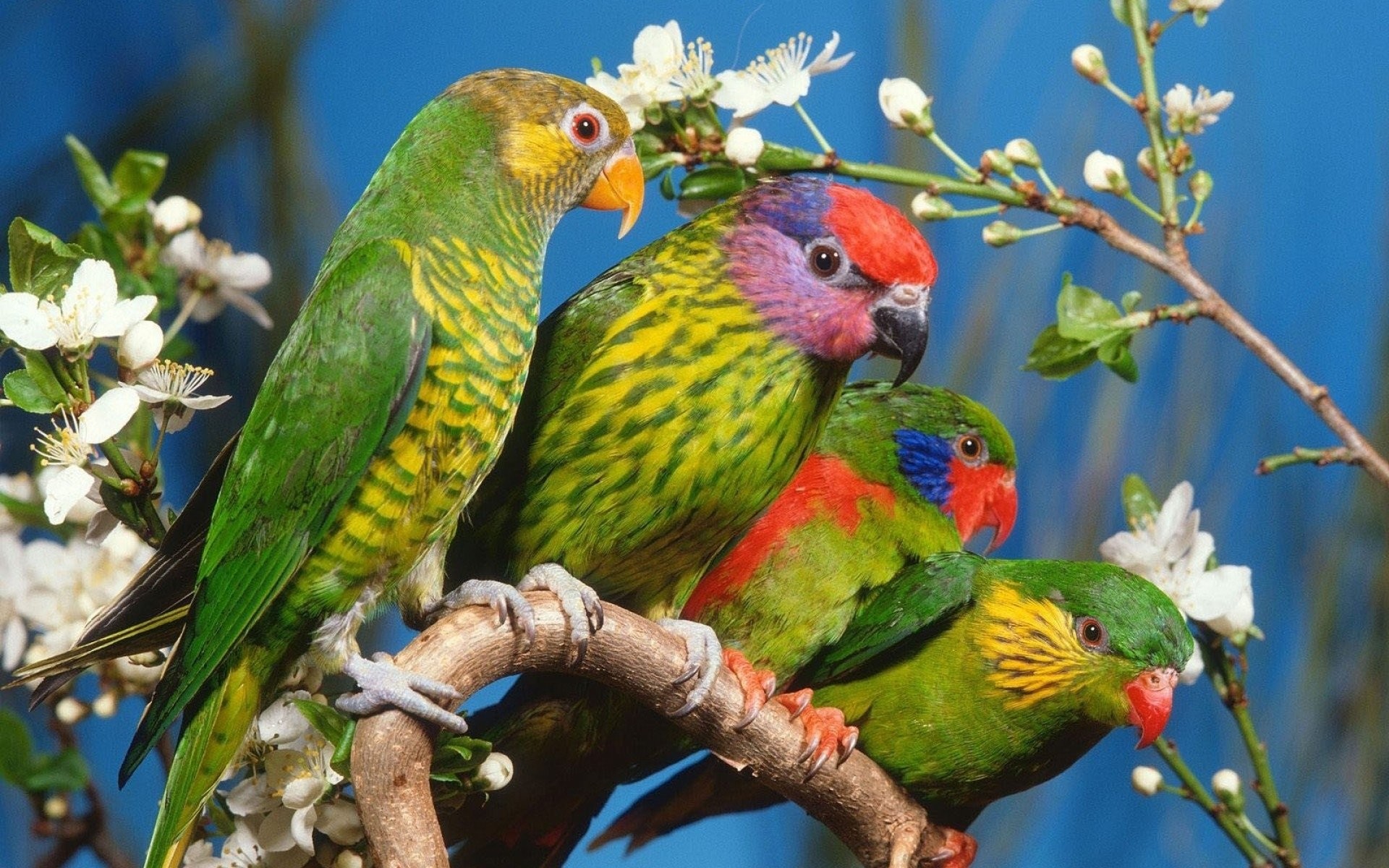 1920x1200 HD Wallpaper | Background ID:331073.  Animal Parrot