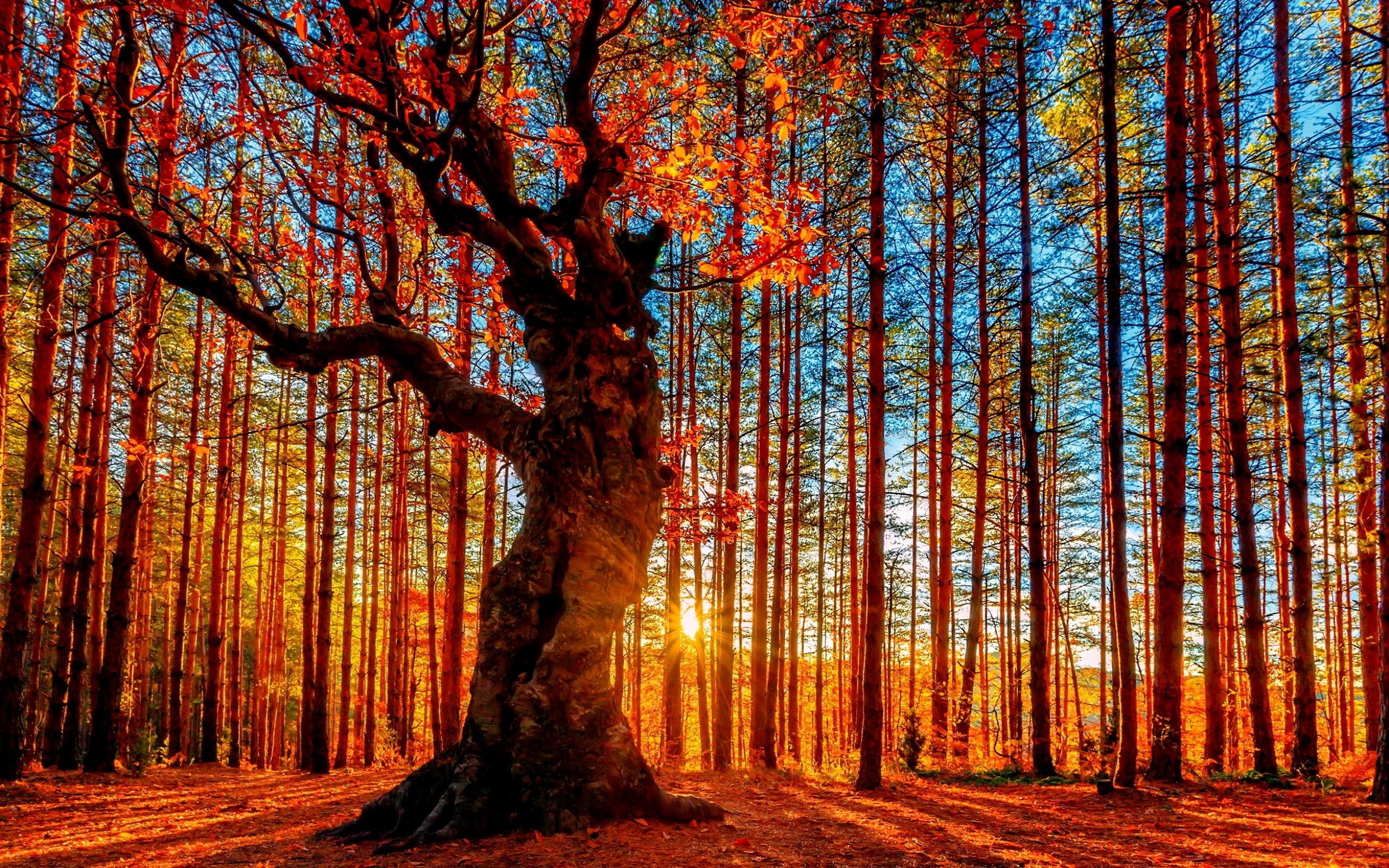 2560x1600 wallpaper.wiki-Red-trees-beautiful-forest-wallpaper-PIC-