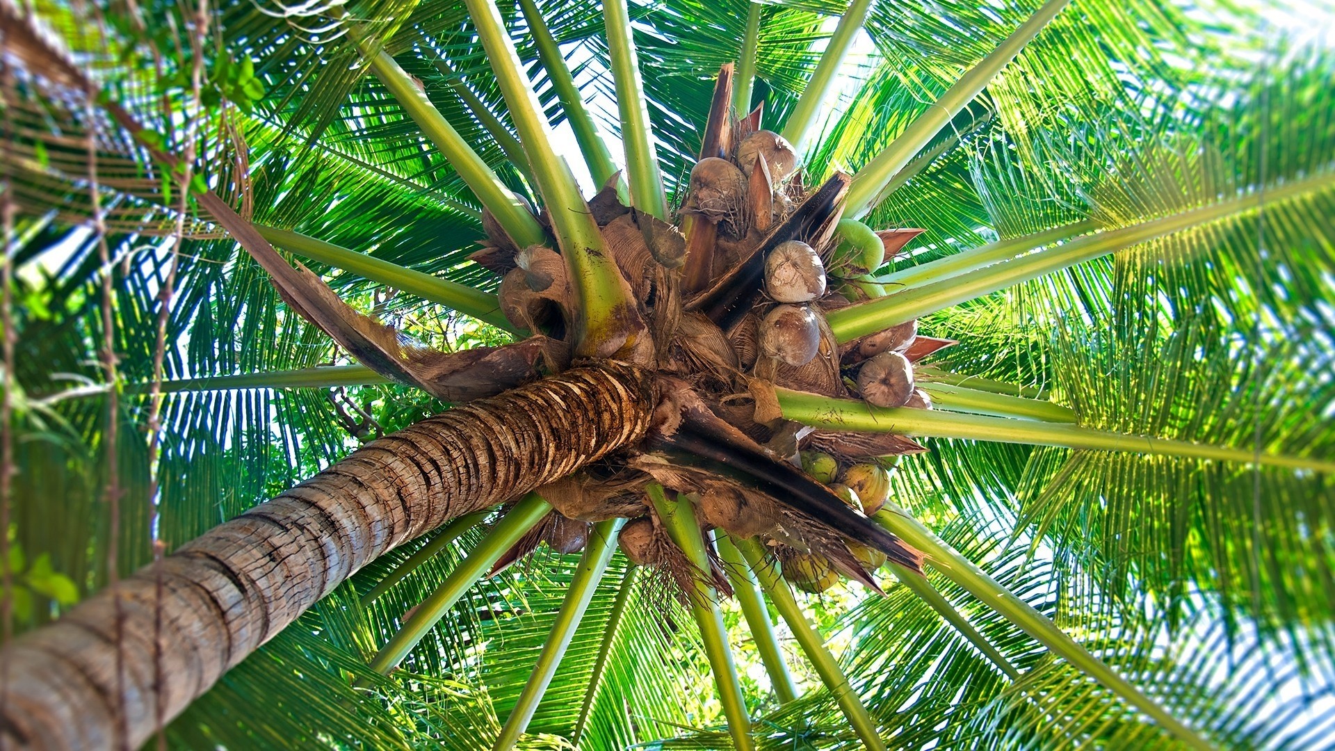 1920x1080  Wallpaper palm tree, trunk, cocoes, fruits, branches, from below