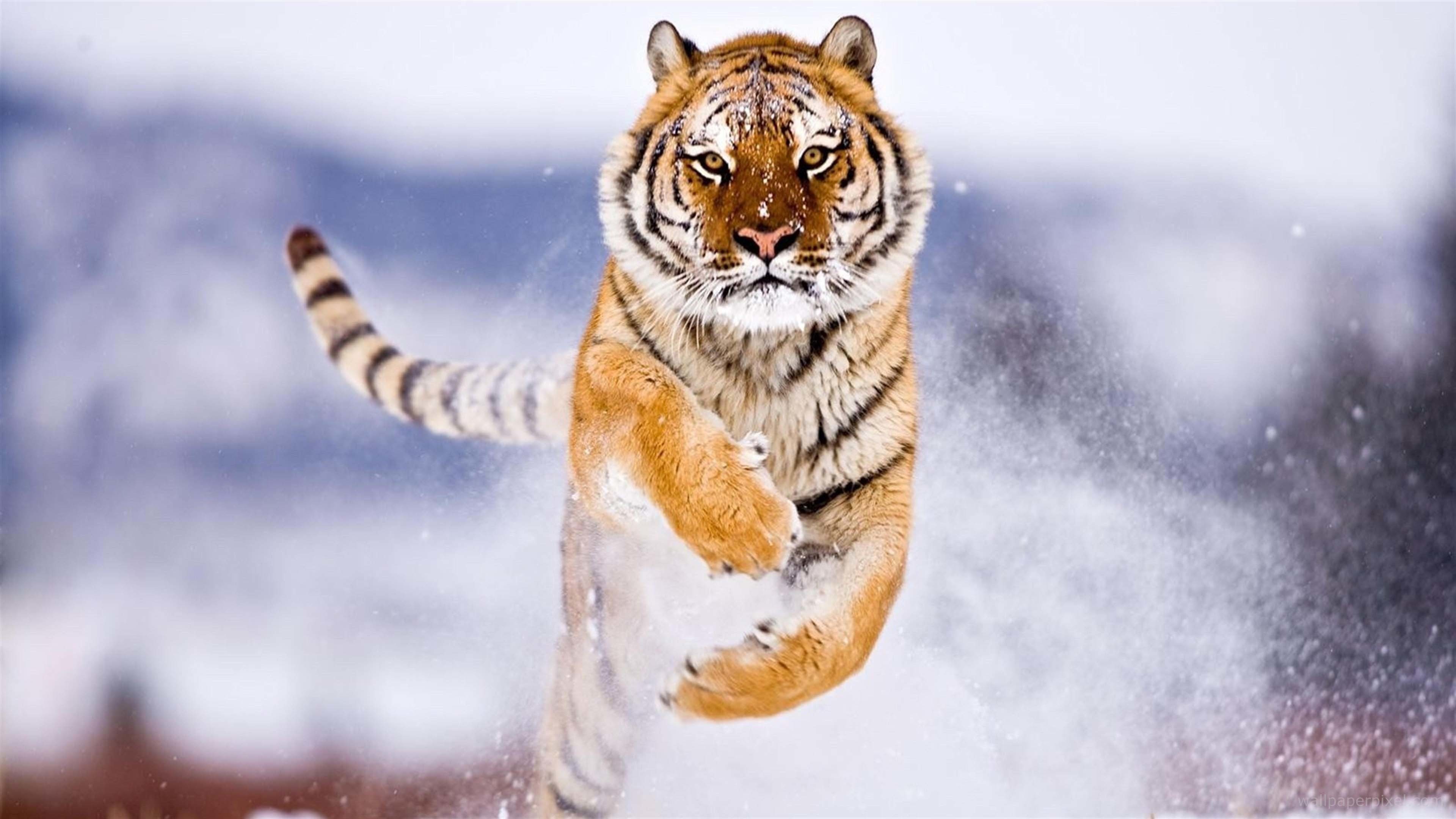 3840x2160 ... Siberian Tiger Wallpaper ...