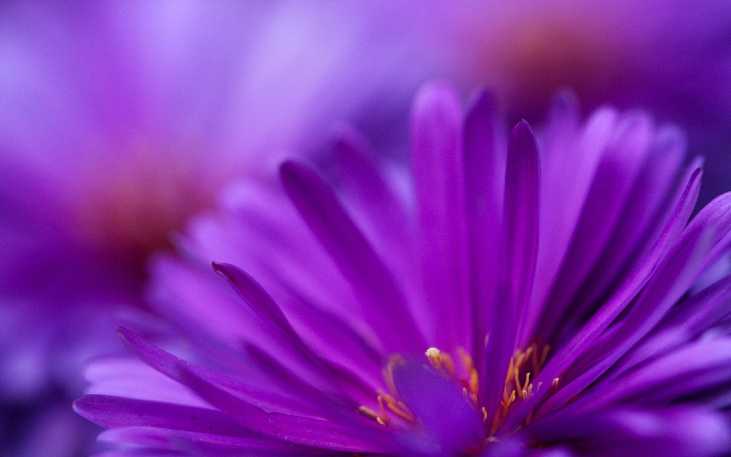 2560x1600 Wallpapers For > Pretty Purple Flower Backgrounds