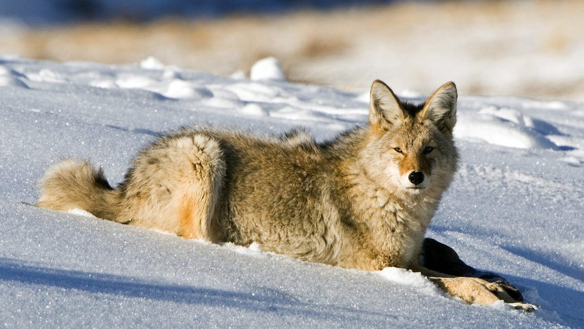 1920x1080  Wallpaper fox, snow, light, hunting