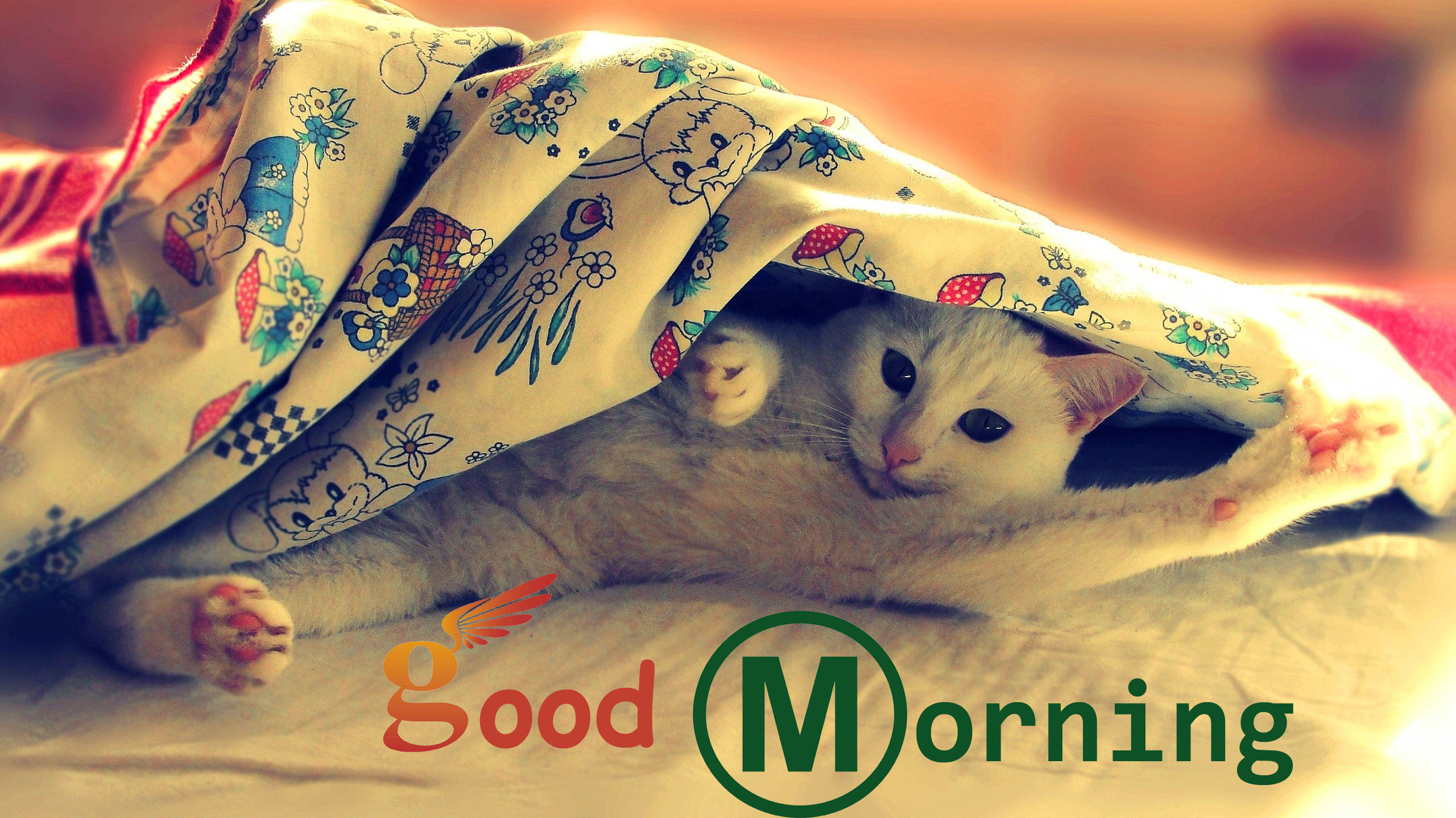 2560x1440 Images of Best Good Morning Wishes hd Wallpapers Free ...