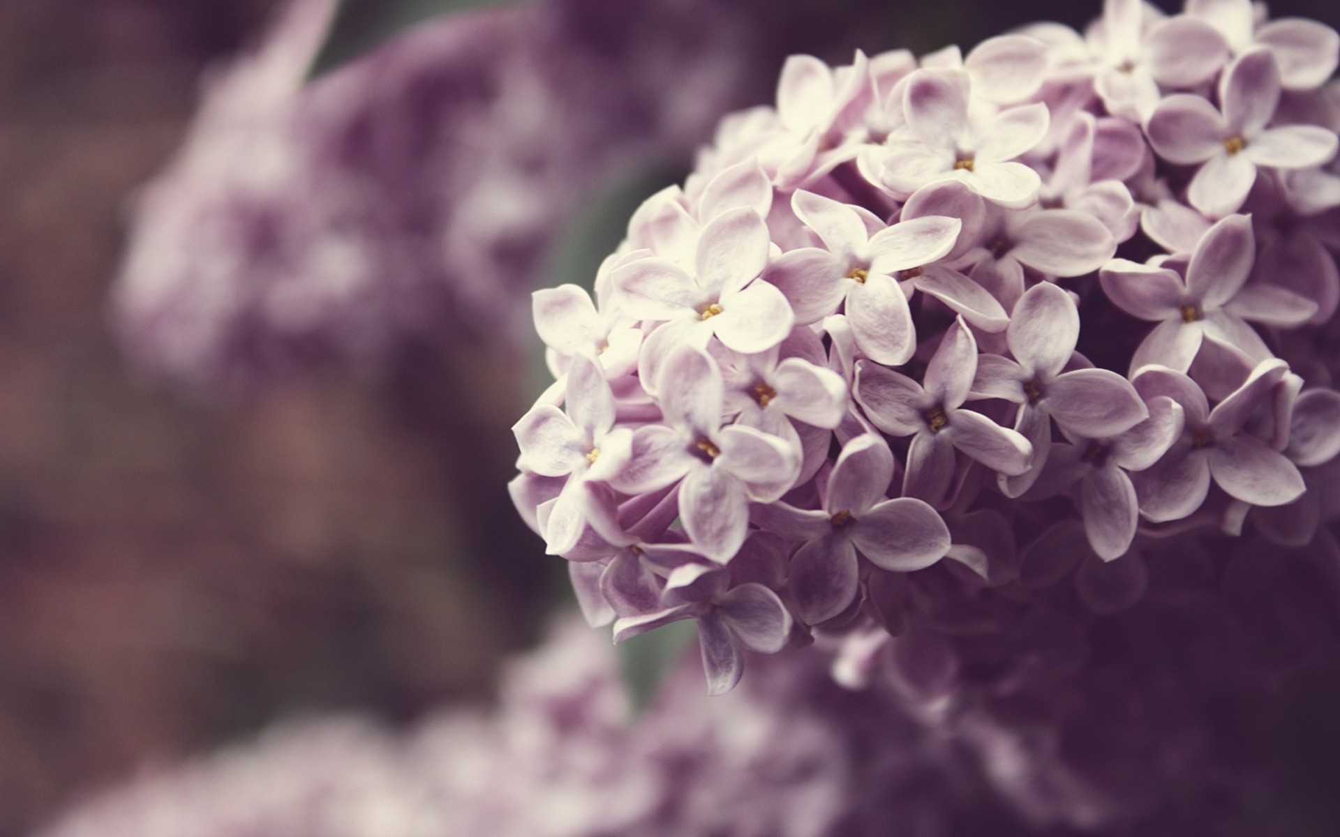 1920x1200 Lilac, Full, Screen, Background, Images, Hd, Wallpaper, Of, Flowers, High  Resolution Photos, Artworks, Desktop Images, 1920Ã1200 Wallpaper HD