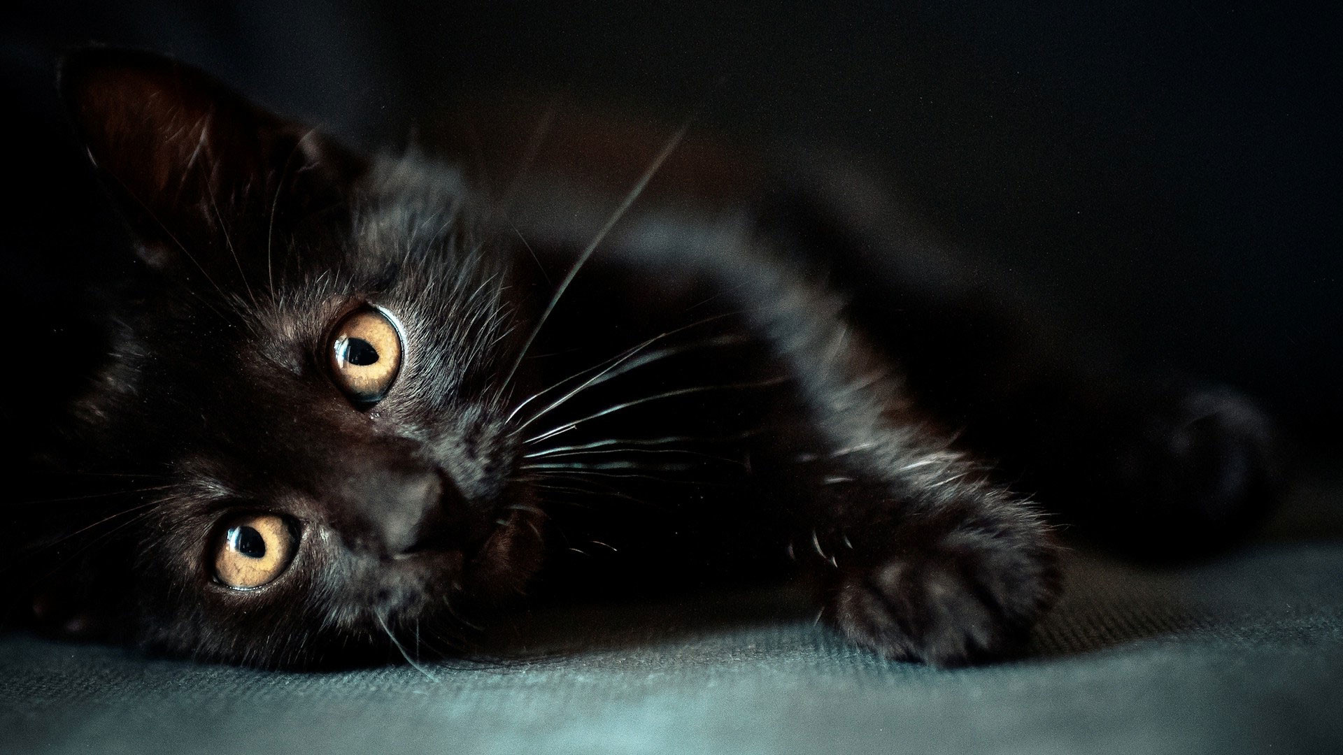 1920x1080 hd pics photos cute pure full black cat attractive stunning hd quality desktop  background wallpaper