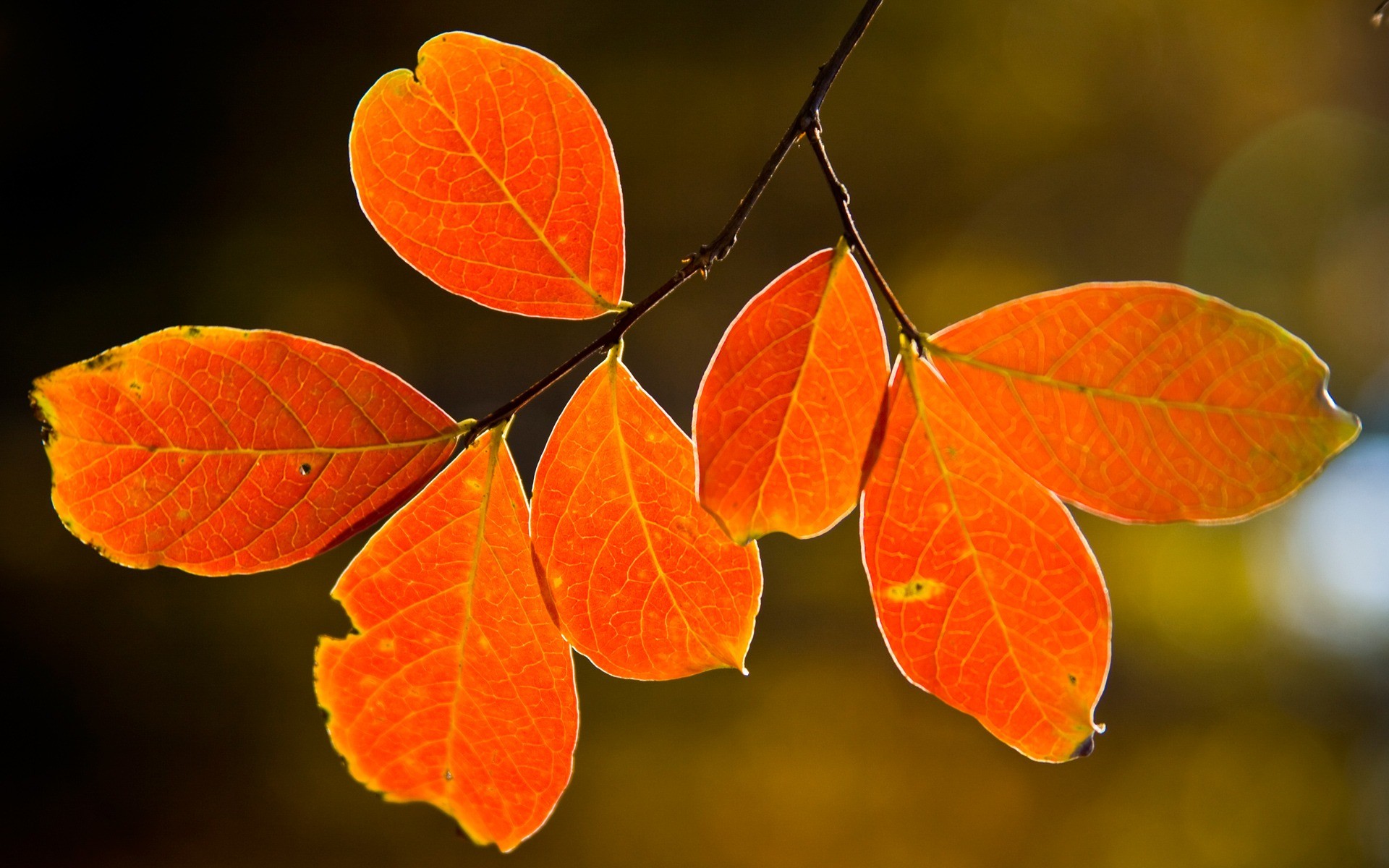 1920x1200 Backlit fall leaves Wallpaper Autumn Nature Wallpapers