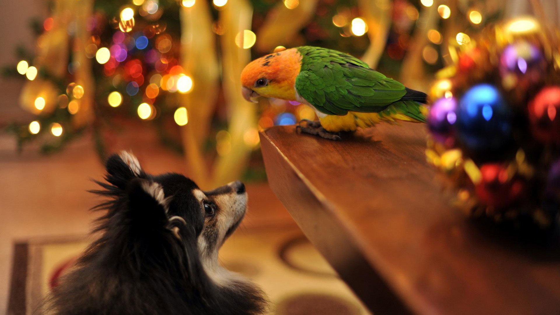 1920x1080 hd pics photos beautiful dog parrot christmas celebration with pet animals  hd quality desktop background wallpaper