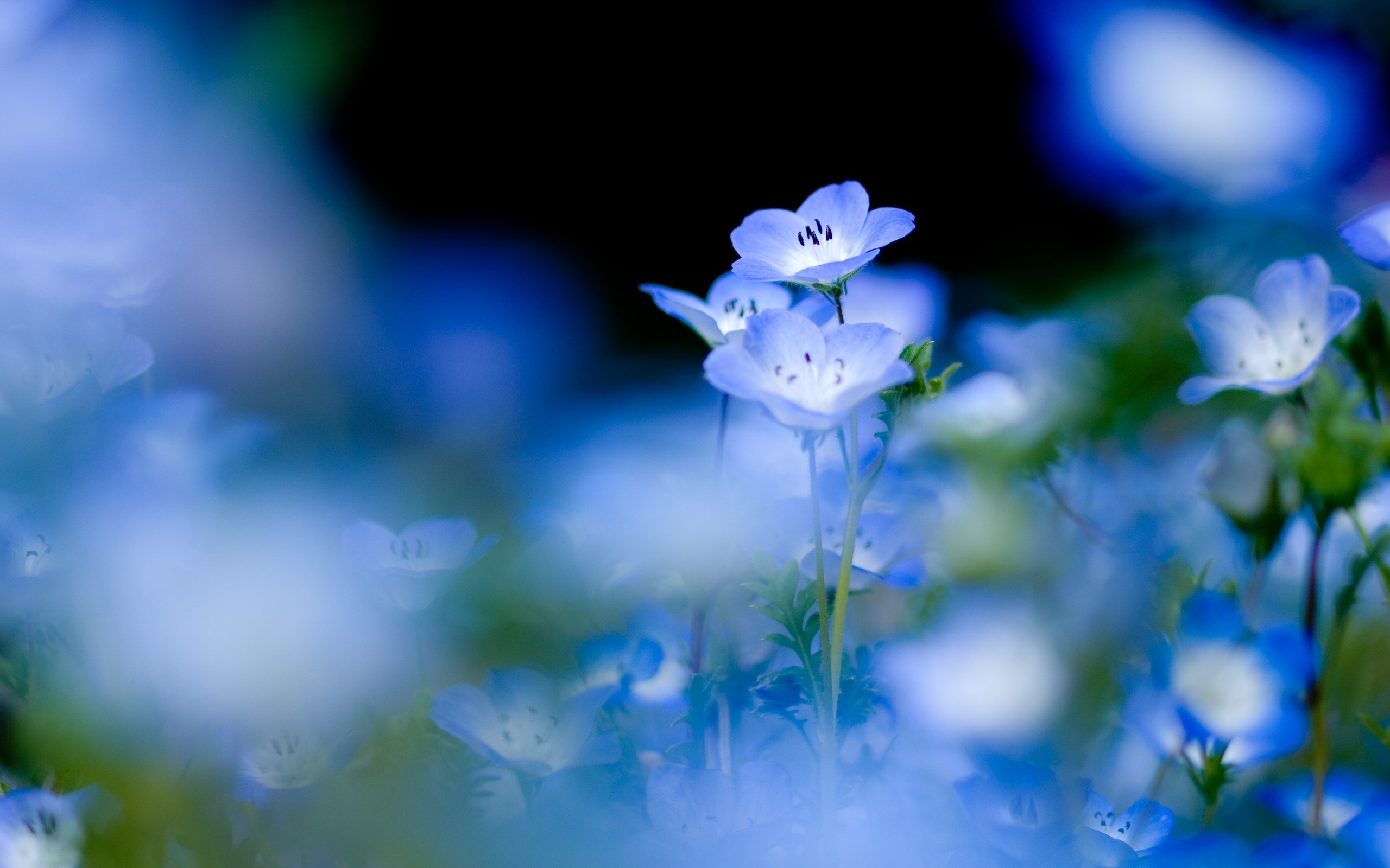 2560x1600 ... Wallpapers Blue Flower Images