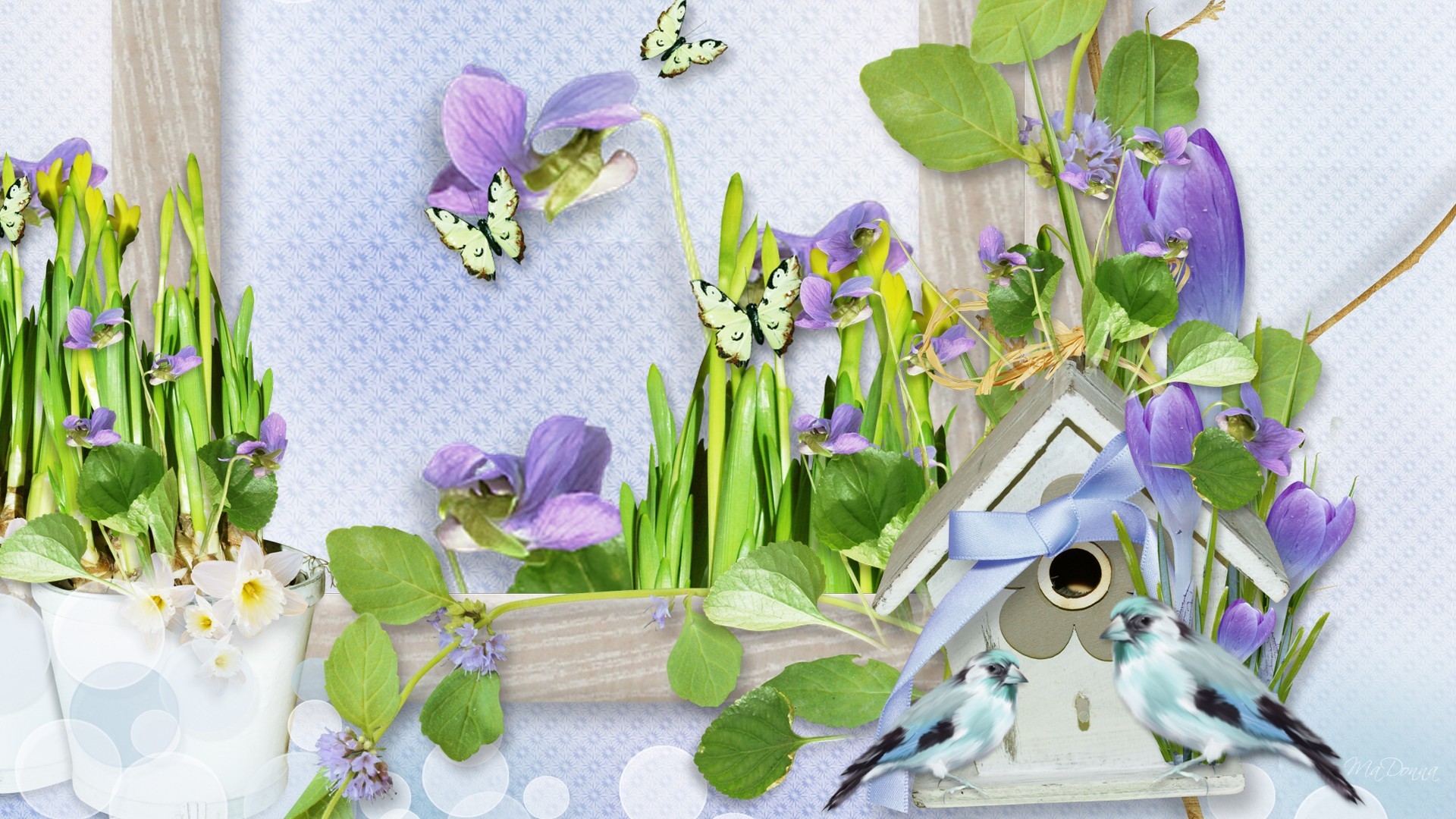 1920x1080 crocus spring birds bird house violets blue window summer 3d