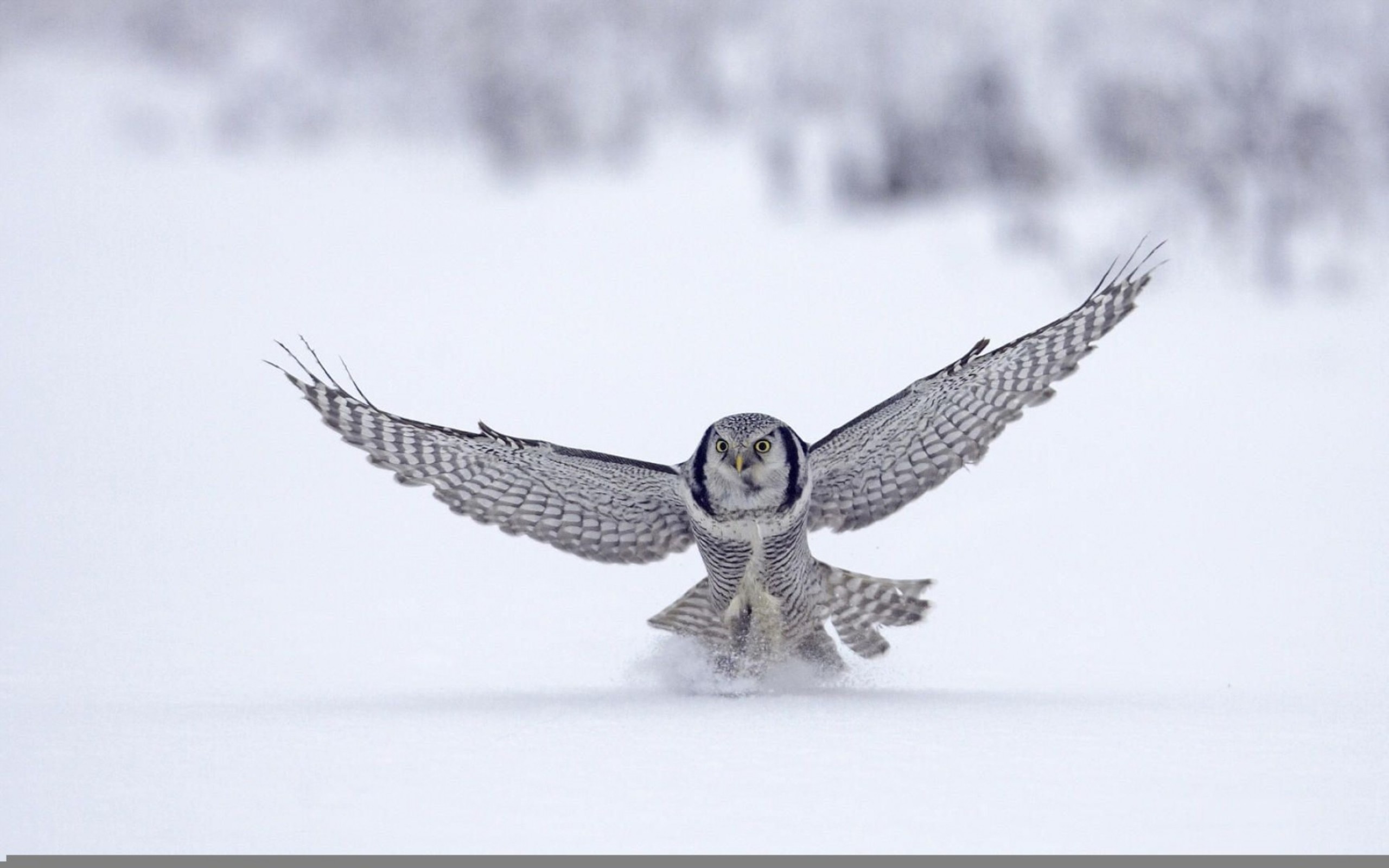 2560x1600 Northern Hawk Owl