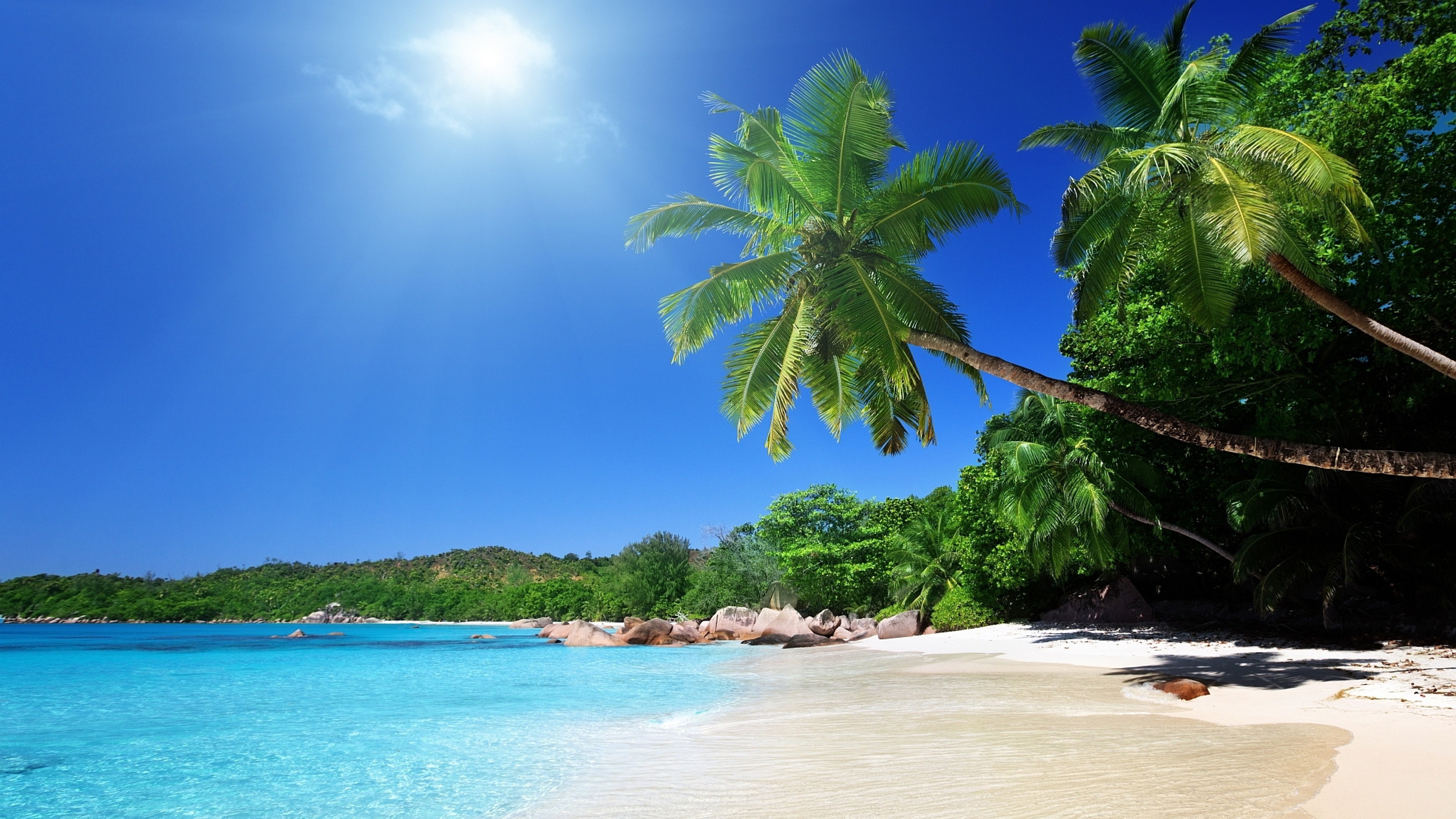 Palm Tree Beach Wallpapers  Wallpaper Cave