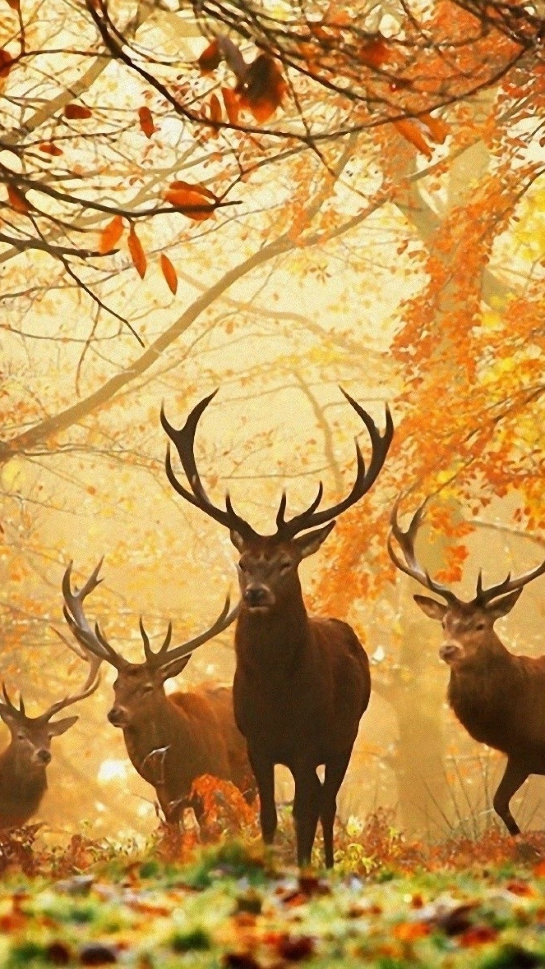 1080x1920 Preview wallpaper deer, grass, leaves, autumn, trees 