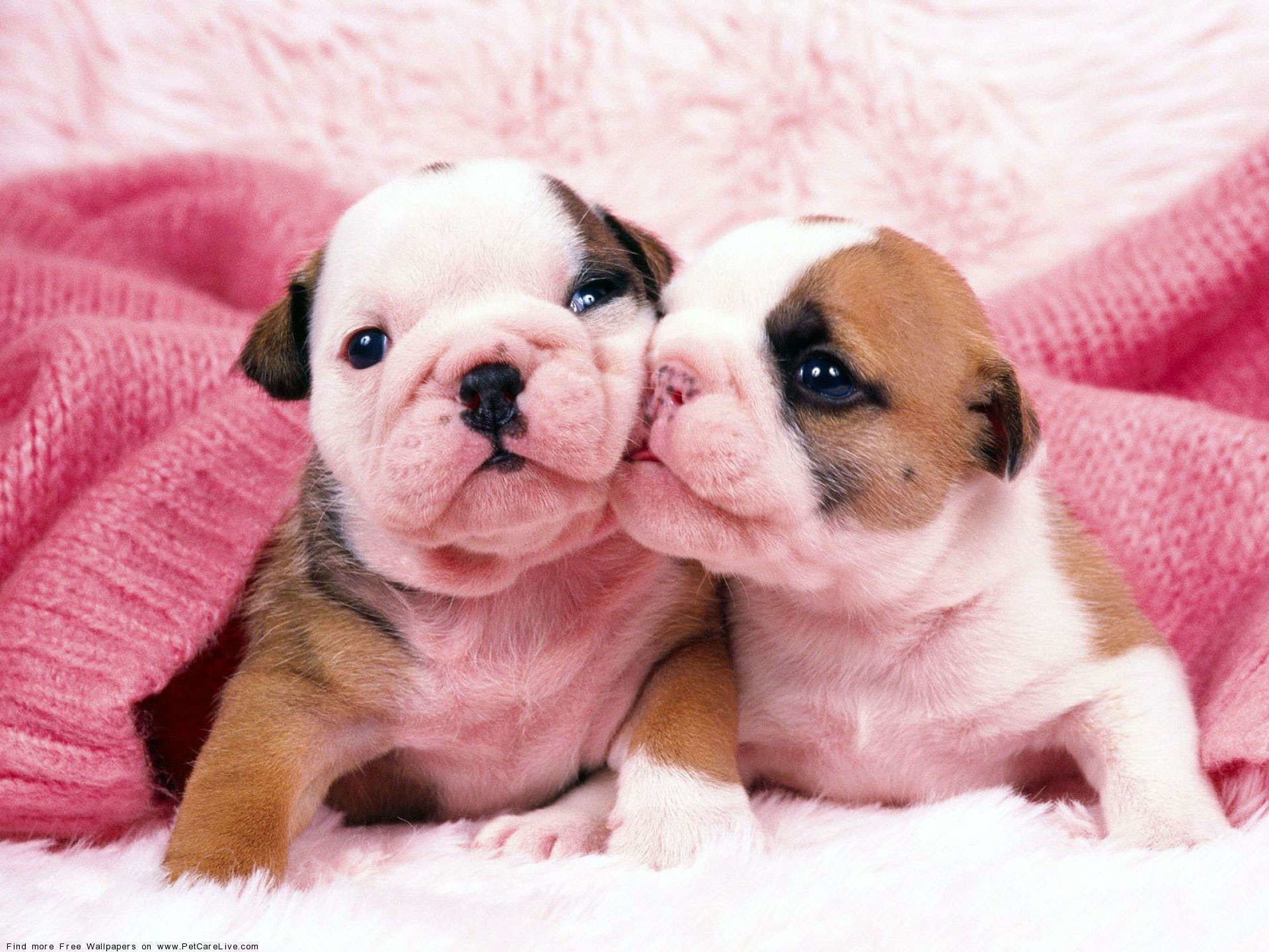 1920x1440 Search Results for “cute english bulldog puppies wallpaper” – Adorable  Wallpapers