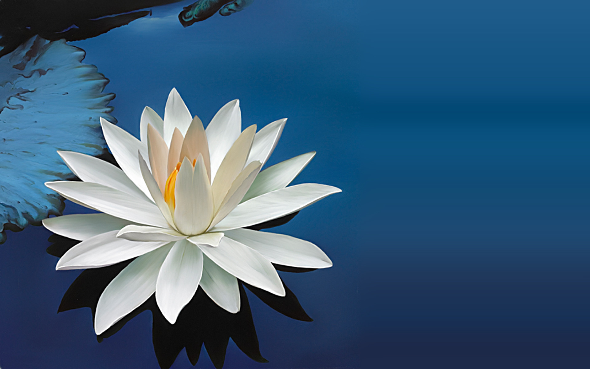 Lotus Flower | Posters, Art Prints, Wall Murals | +250 000 motifs