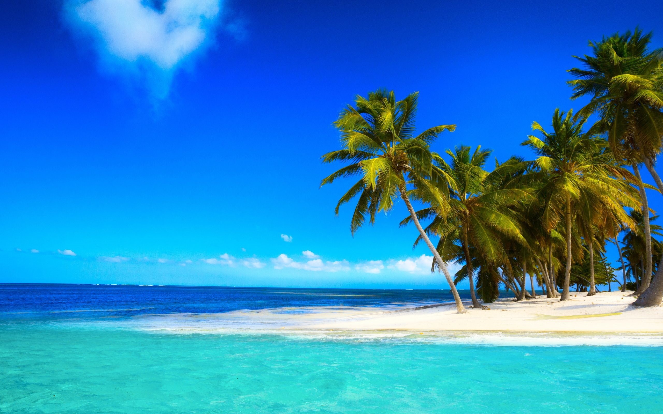 2560x1600 Tropics, Palm Tree, Sea, Arecales, Caribbean Wallpaper in   Resolution