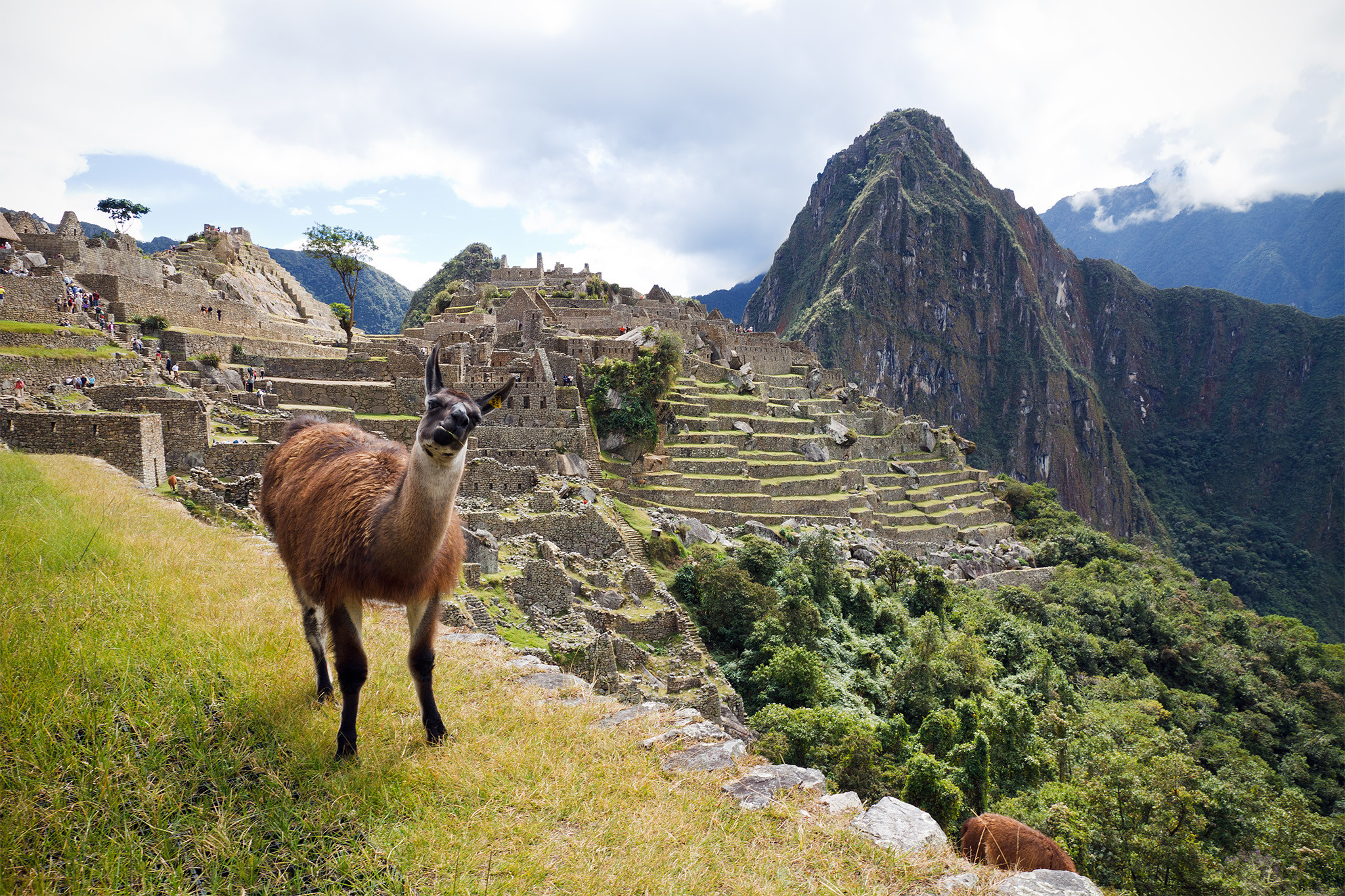 2048x1365 File:Lama op Machu Pichu, -21 juni 2011 a.jpg - Wikimedia