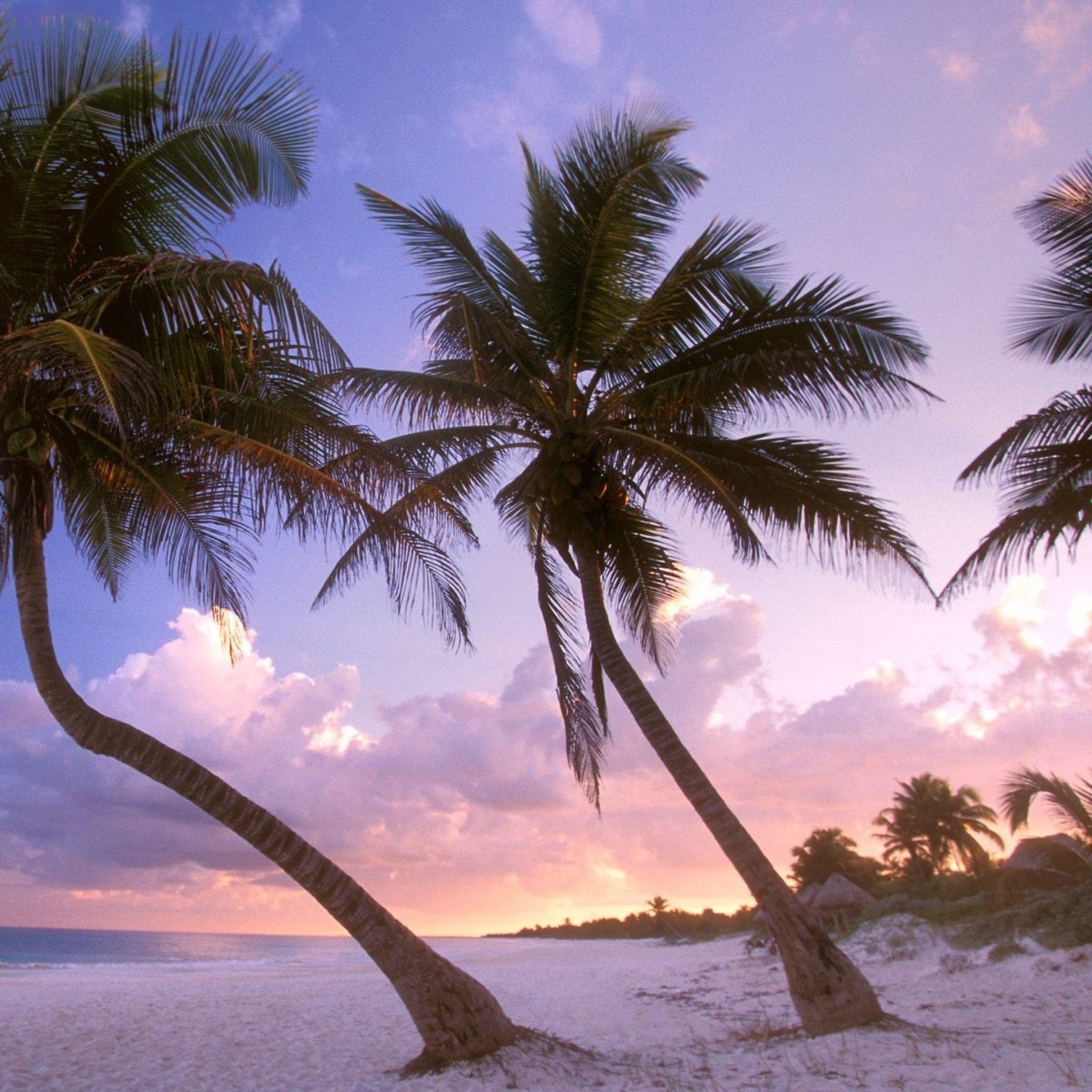 2048x2048  Wallpaper beach, palm trees, sand, sky, sunset