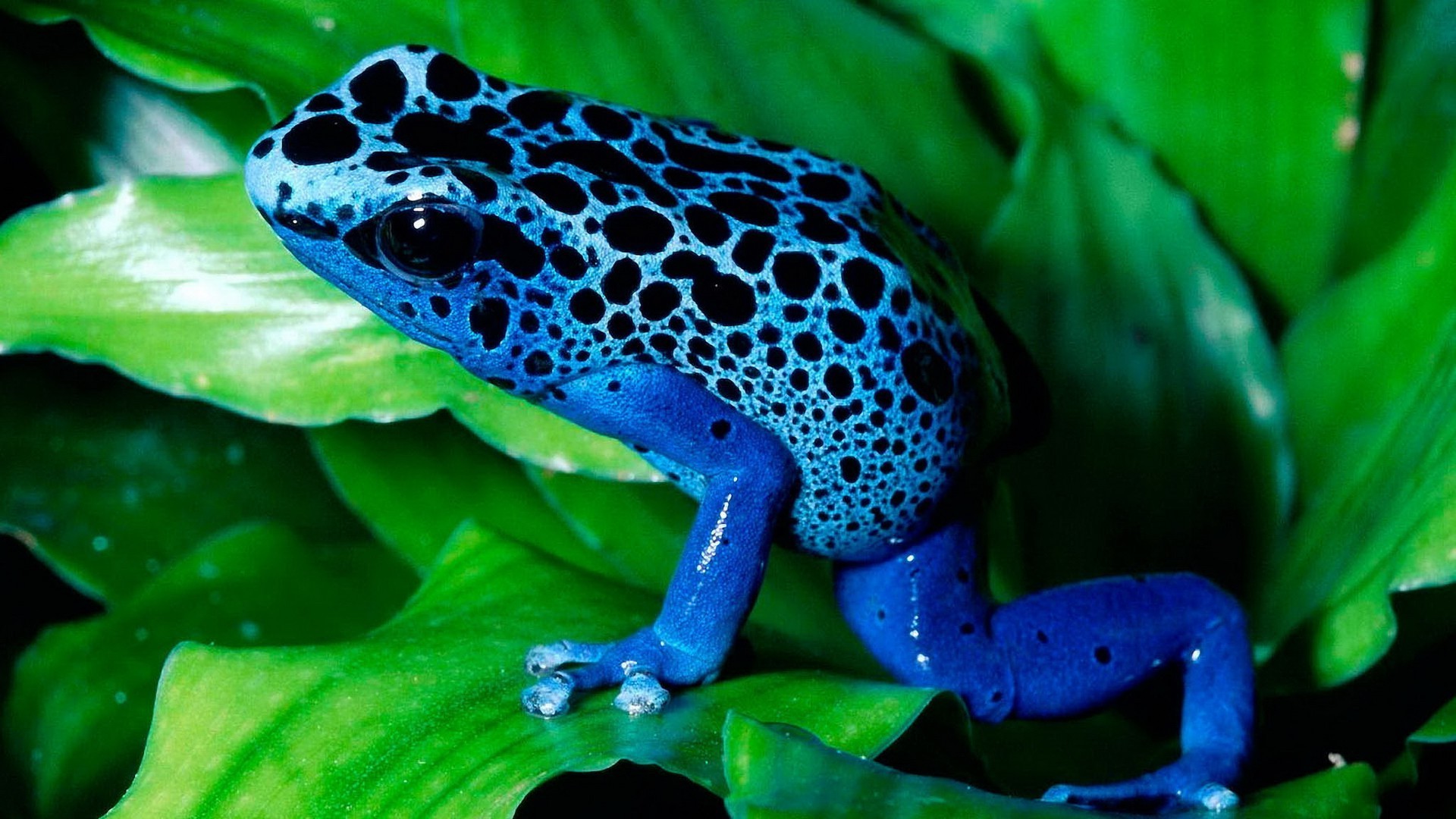 1920x1080 frog, Animals, Amphibian, Poison Dart Frogs Wallpapers HD / Desktop and  Mobile Backgrounds