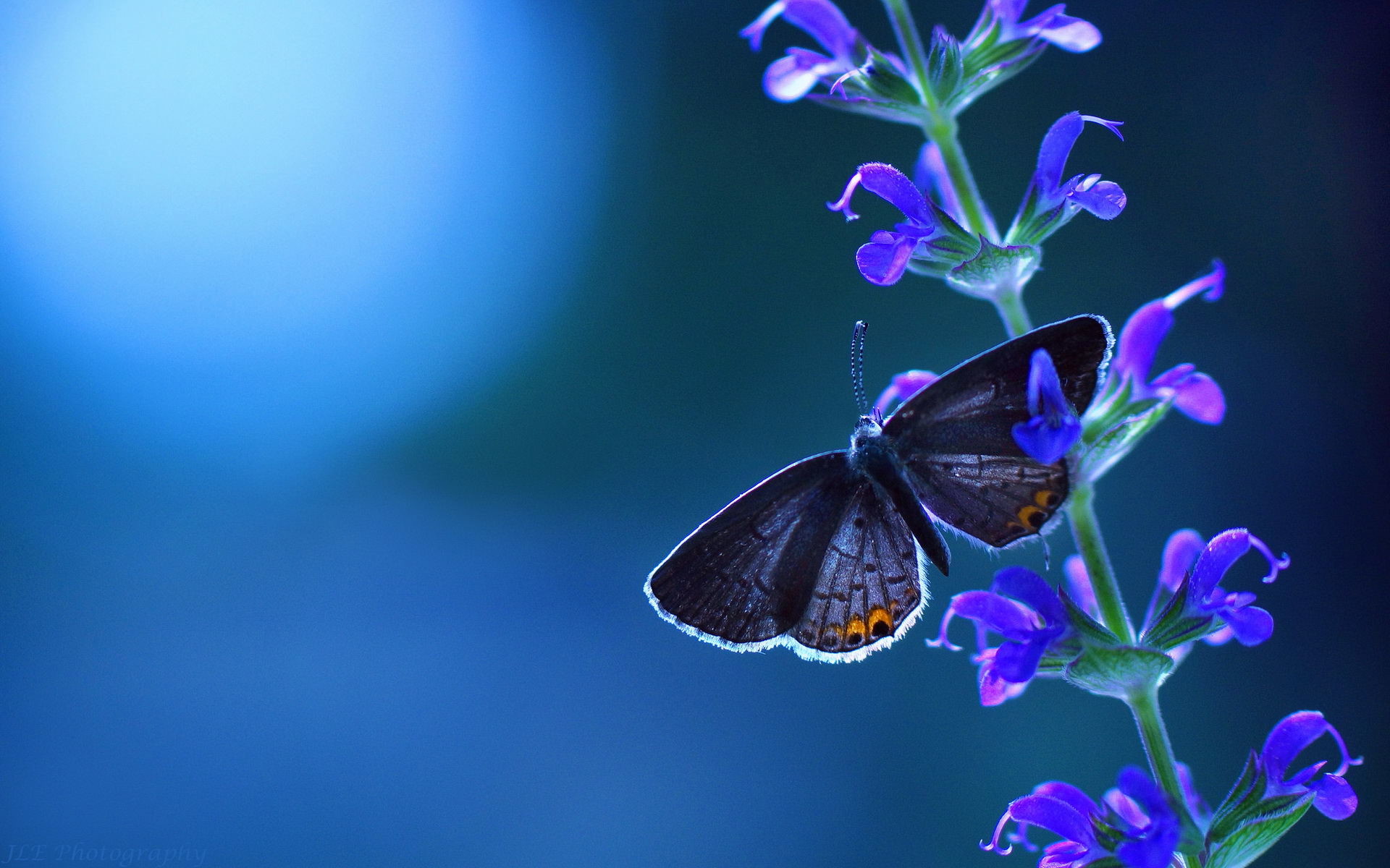 1920x1200 Blue Butterfly Background