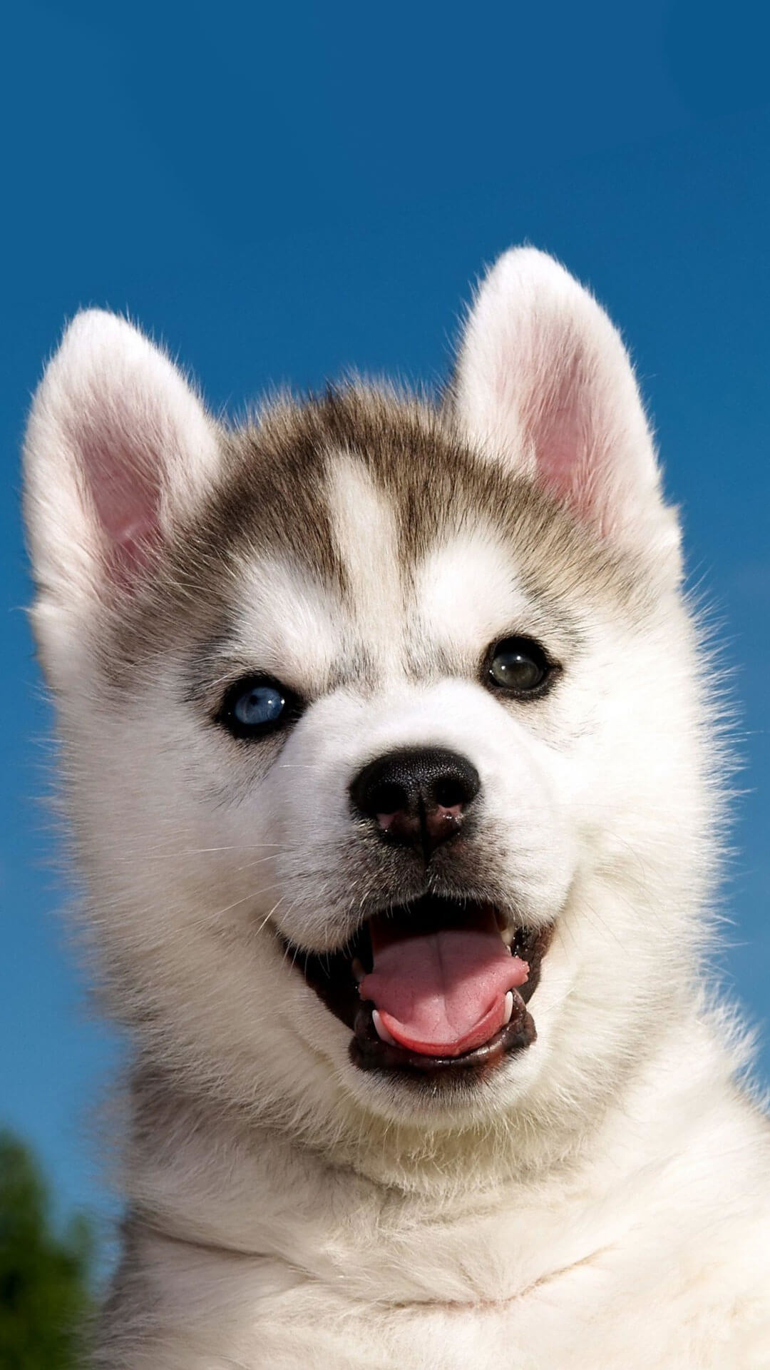 1080x1920 Cute Siberian Husky Puppy iPhone 6 Wallpaper HD