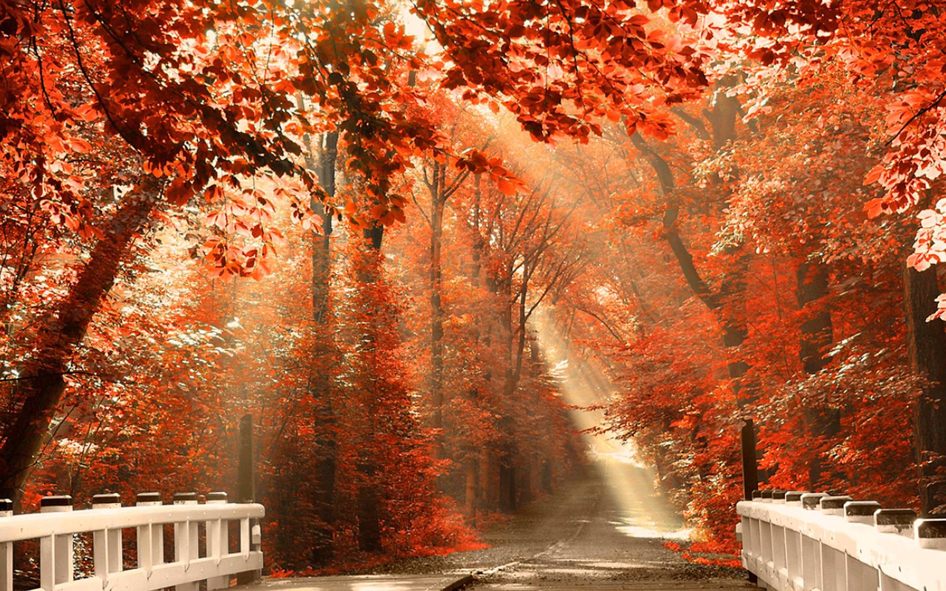 1920x1200 Autumn Desktop Background Wallpapers and Background