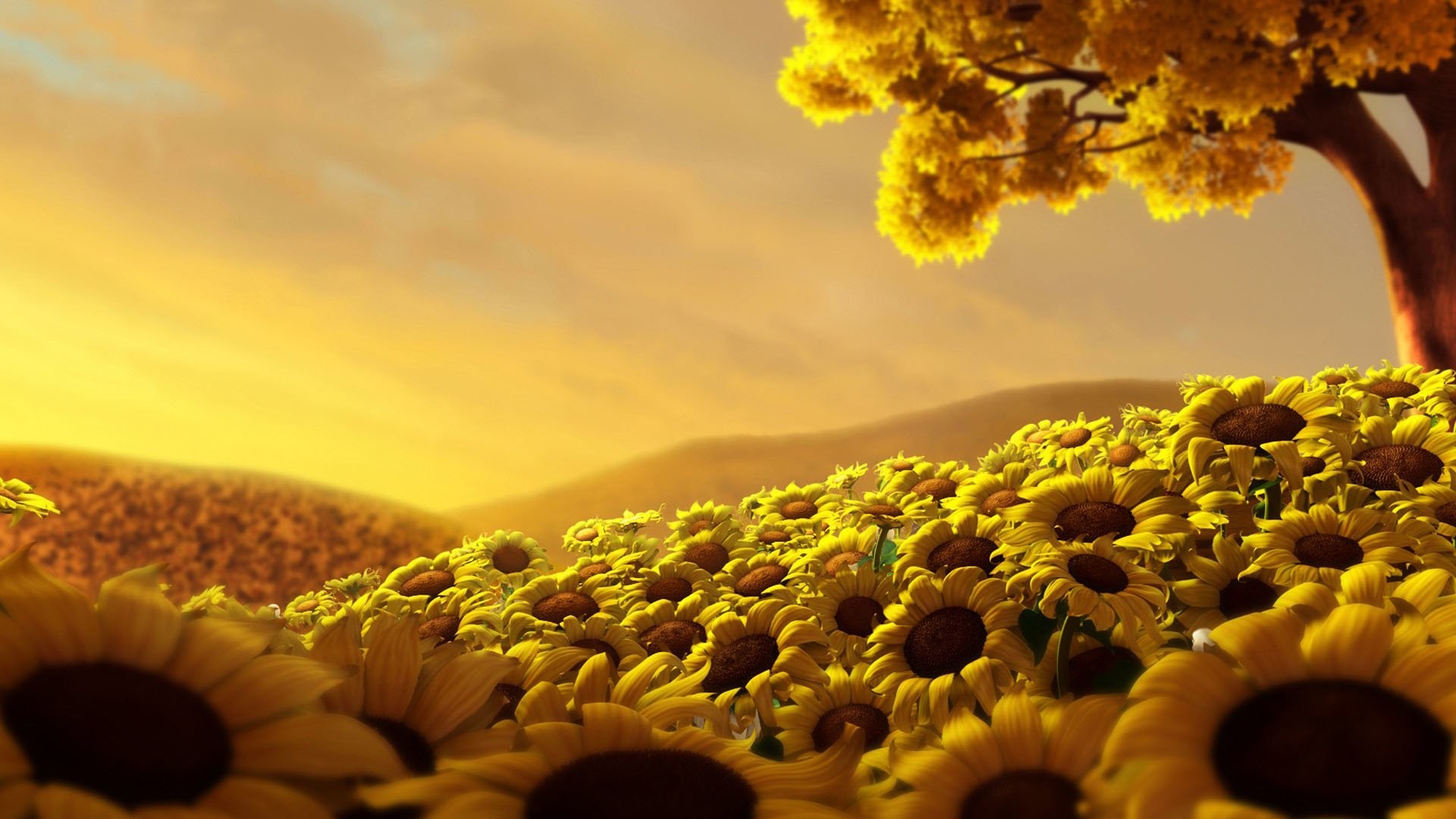 1920x1080 Sunflower Wallpapers HD Pictures One HD Wallpaper Pictures