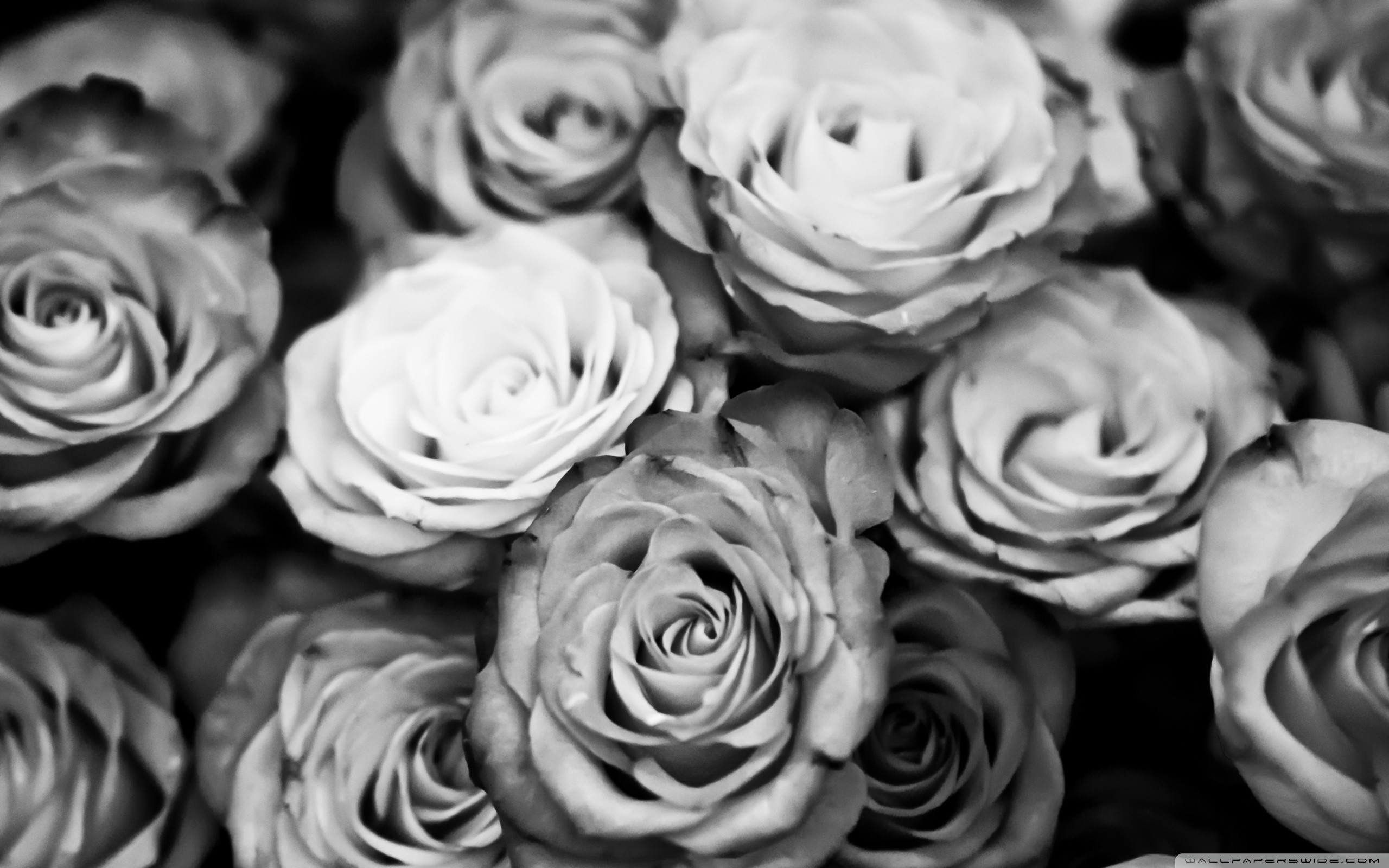 2560x1600 Title : roses black and white â¤ 4k hd desktop wallpaper for 4k ultra hd tv.  Dimension : 2560 x 1600. File Type : JPG/JPEG