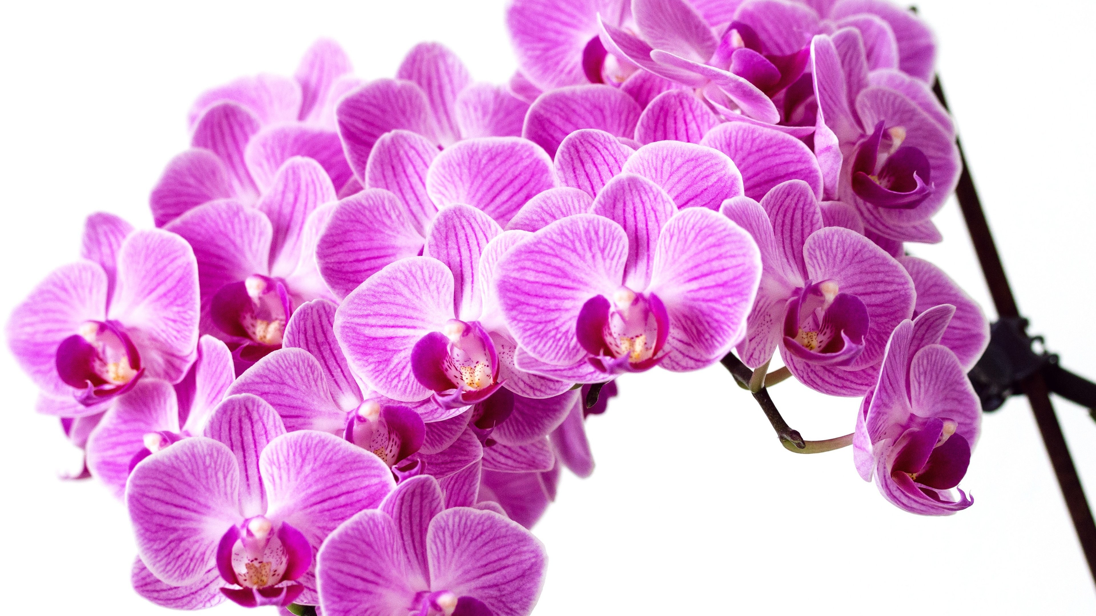 3840x2160 Purple Orchid Wallpaper