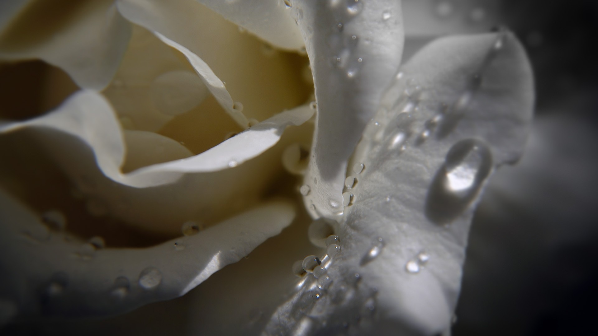 1920x1080 dew-drops-on-beautiful-white-rose-with-black-