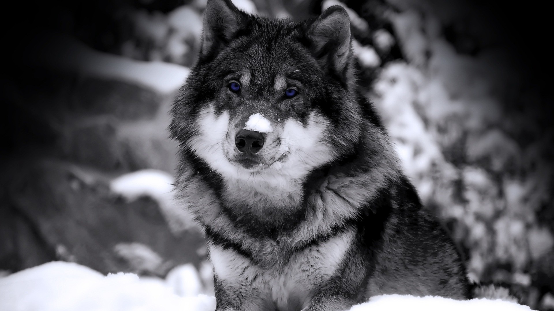 1920x1080 Siberian husky in the snow HD Wallpaper  Siberian ...