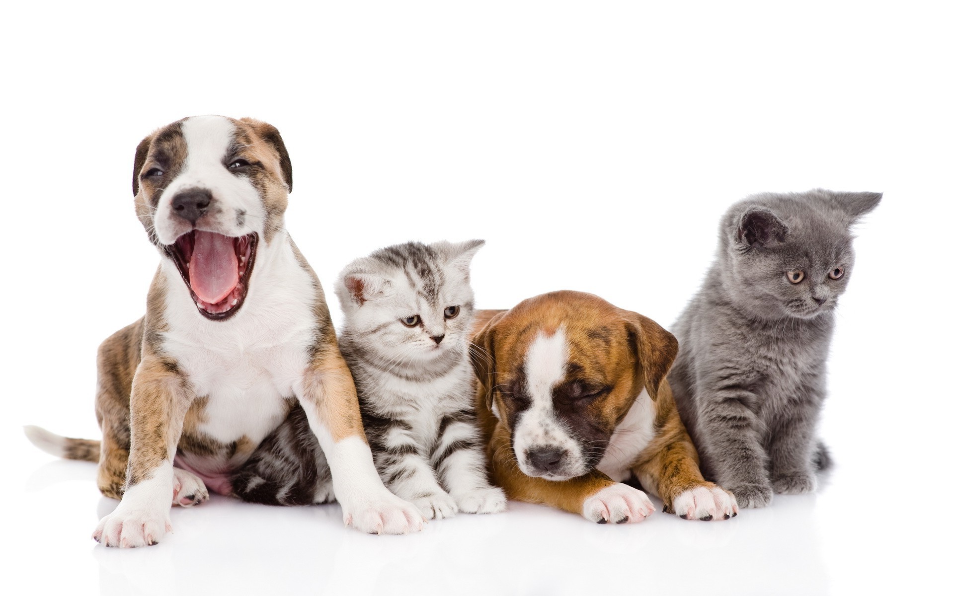 1920x1200 white Background, Animals, Dog, Cat, Baby Animals Wallpapers HD / Desktop  and Mobile Backgrounds