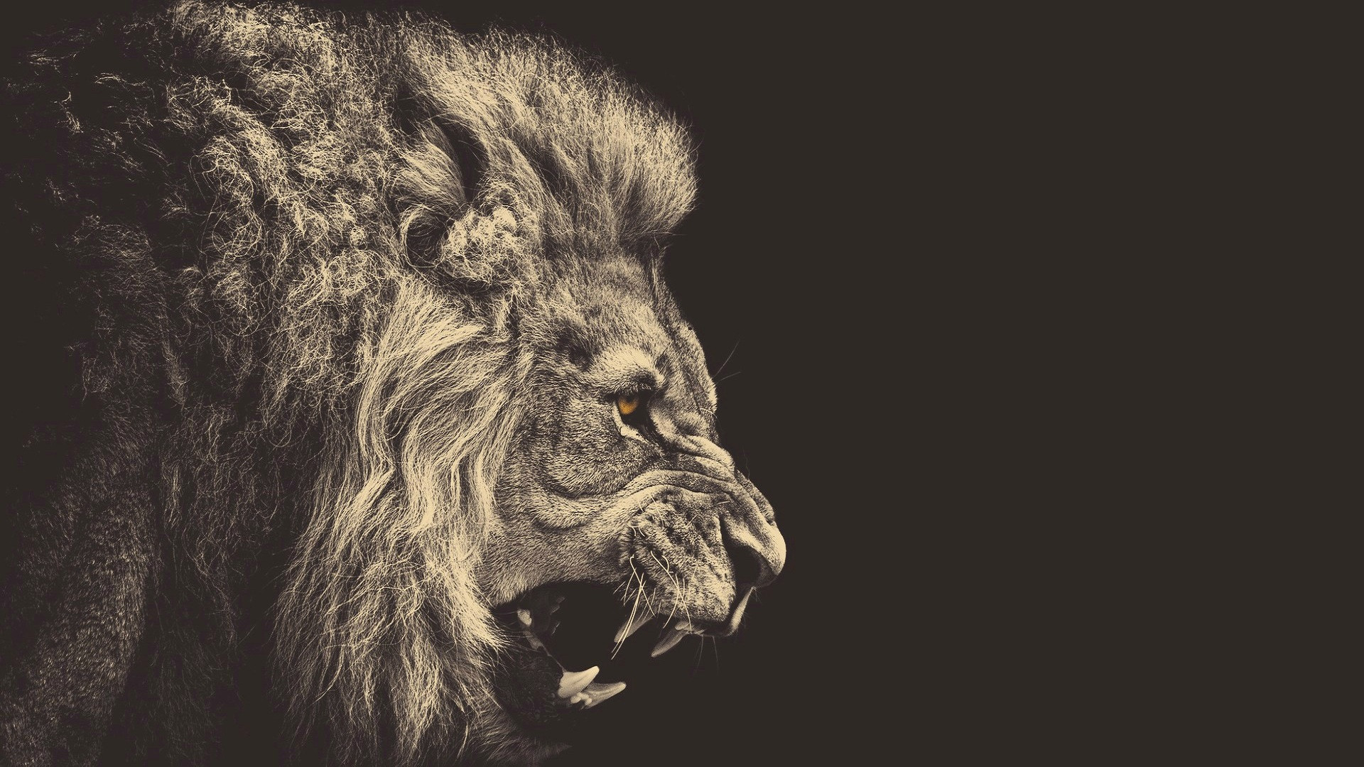 1920x1080 Angry Lion HD Wallpaper  ...