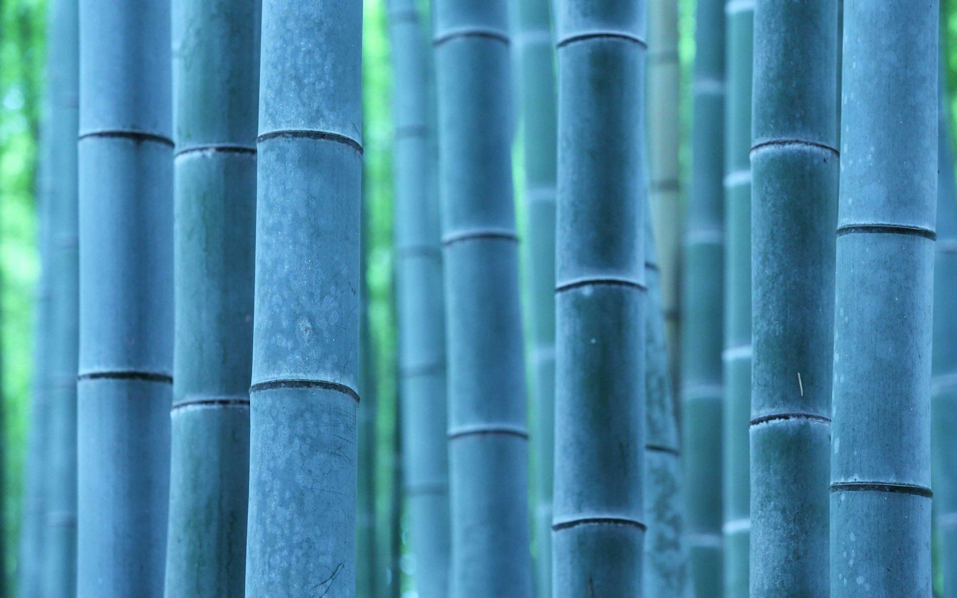 1920x1200 Blue Bamboo | HD Nature Wallpaper Free Download ...