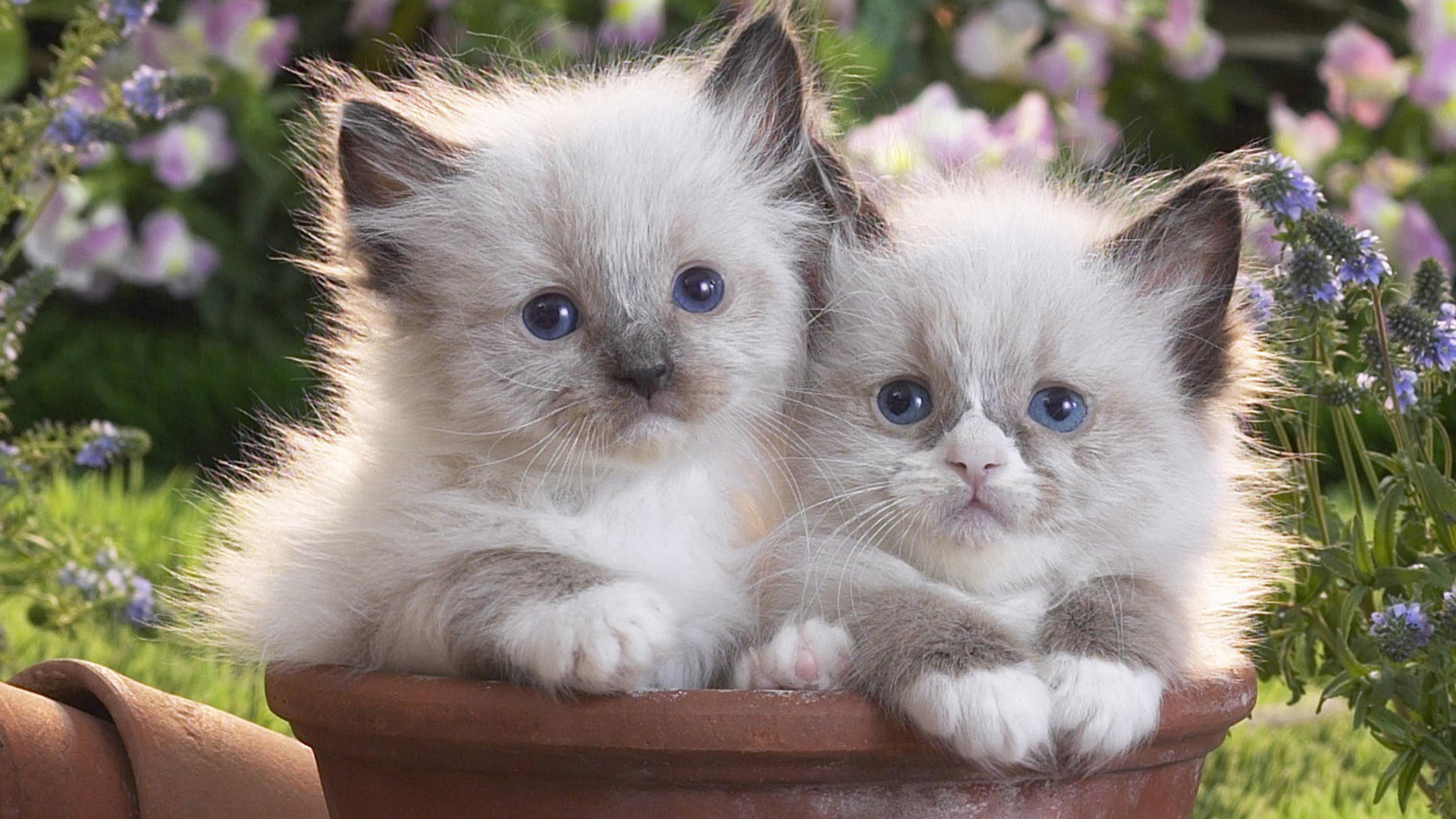 1920x1080 hd pics photos cute kitten pair in pot garden flowers hd quality desktop background  wallpaper