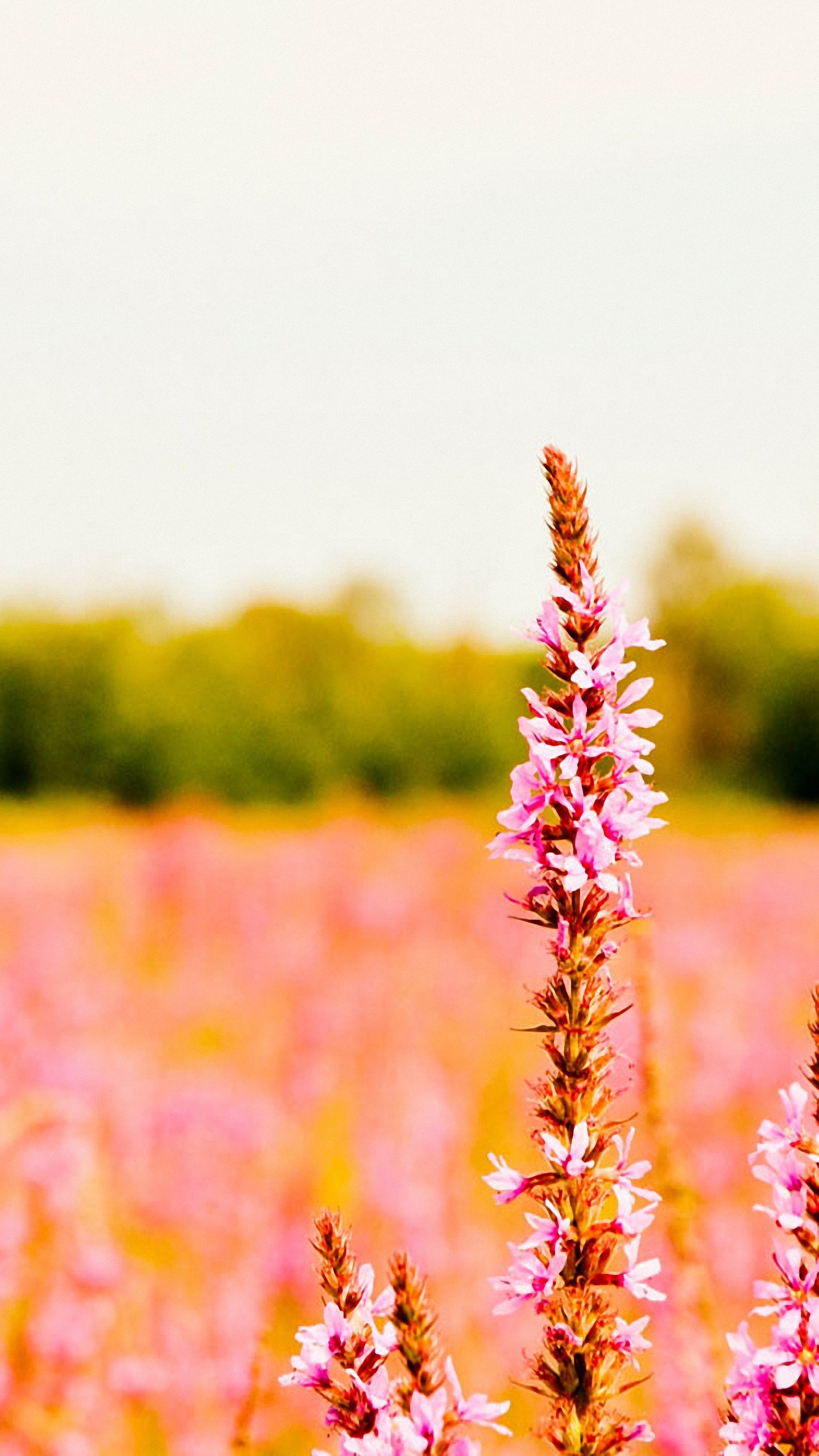 1440x2560 hd  unknown flower lg g3 wallpapers