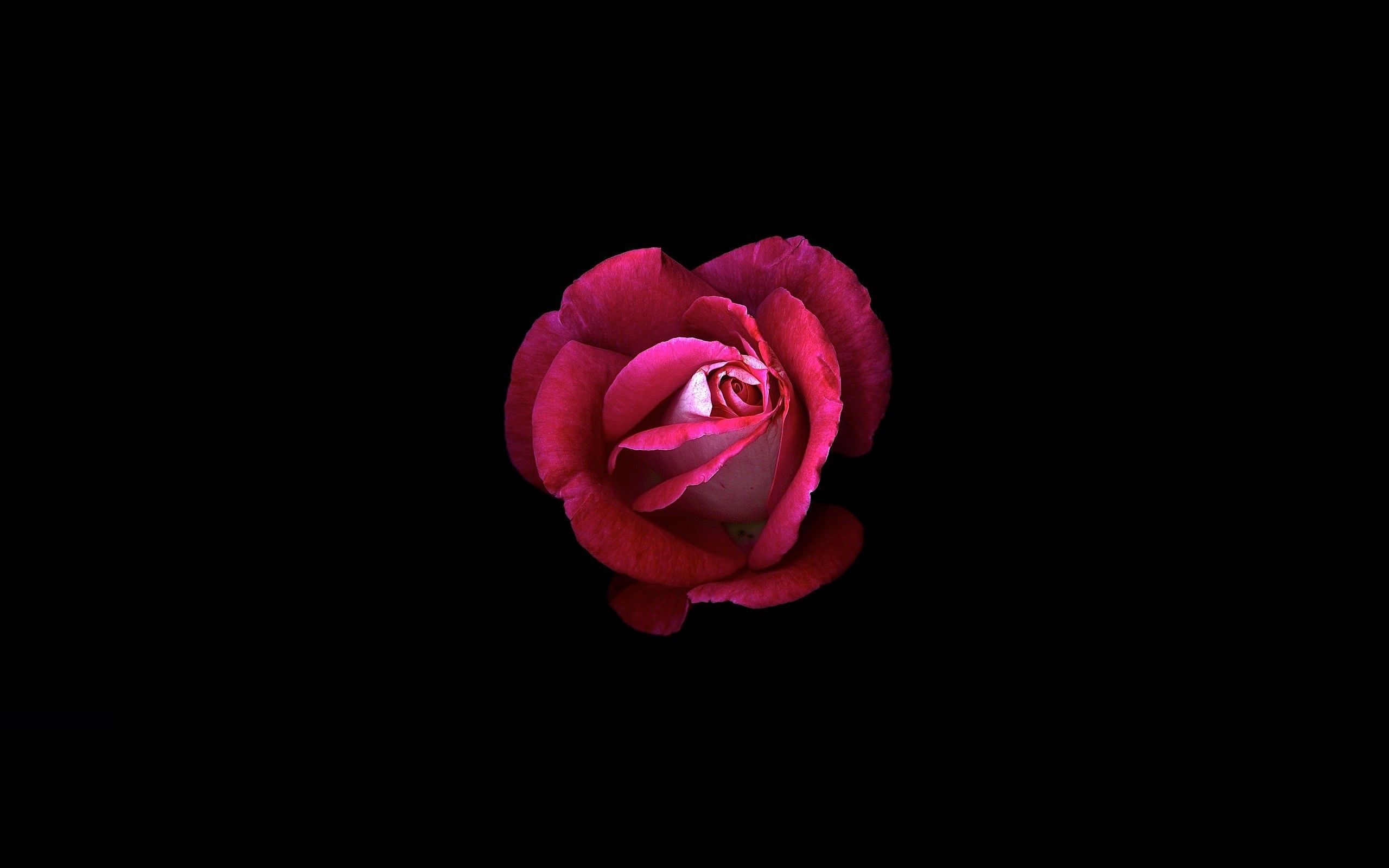 2560x1600 Pink rose, Dark background, HD