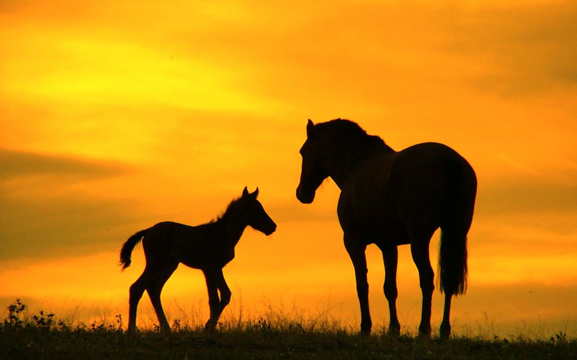 1920x1200 0 Free Horse Wallpaper,Horse HD Wallpapersackgrounds GALLERY Welcome To  Punjab Horses