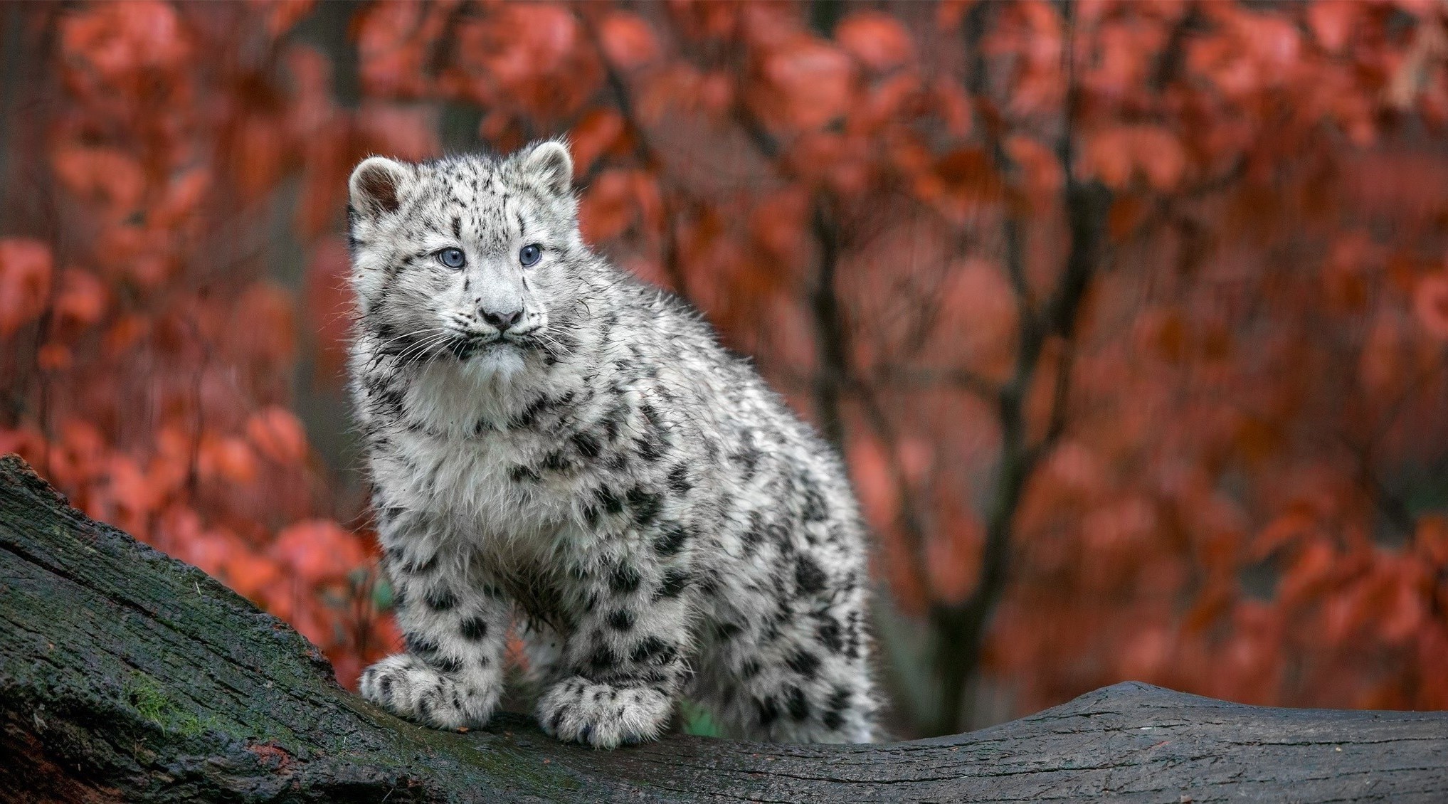 2035x1130 animals big cats snow leopards baby animals germany fall Wallpapers HD /  Desktop and Mobile Backgrounds