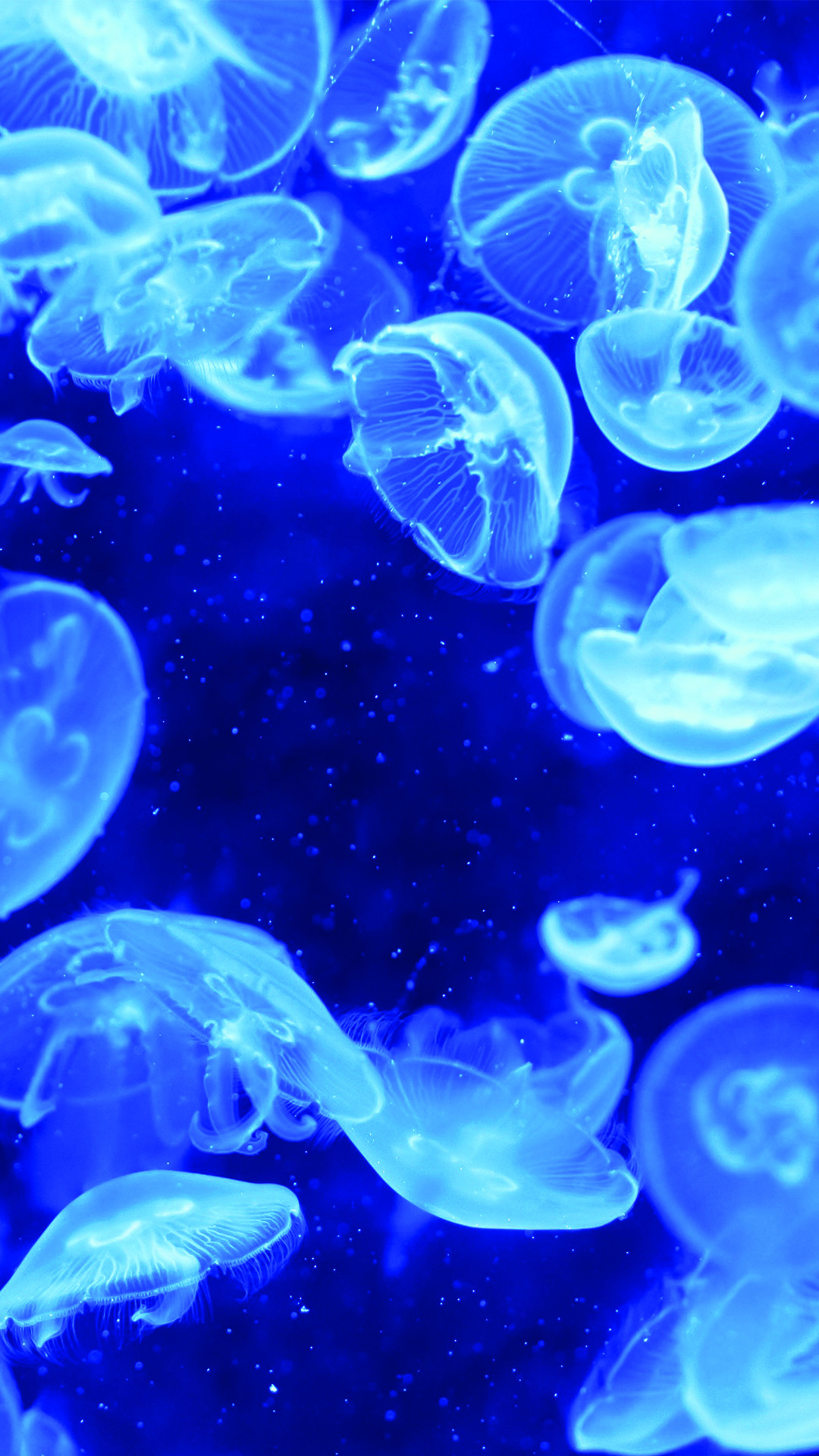 1080x1920 Blue Jellyfish iPhone Wallpapers