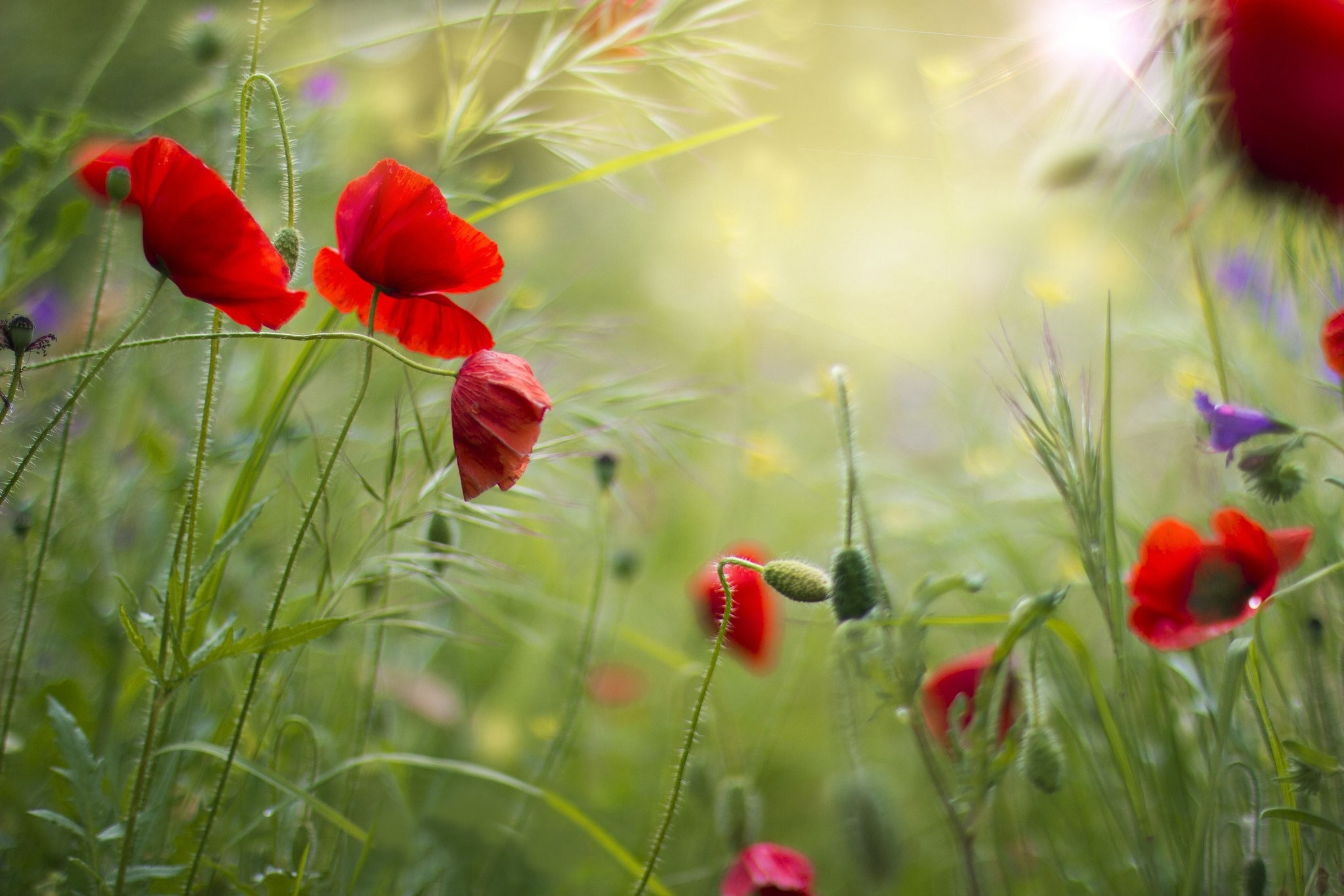 2048x1365 Download Free Poppy Field Android Mobile Phone Wallpaper - 2044 | Adorable  Wallpapers | Pinterest | Live wallpapers and Wallpaper