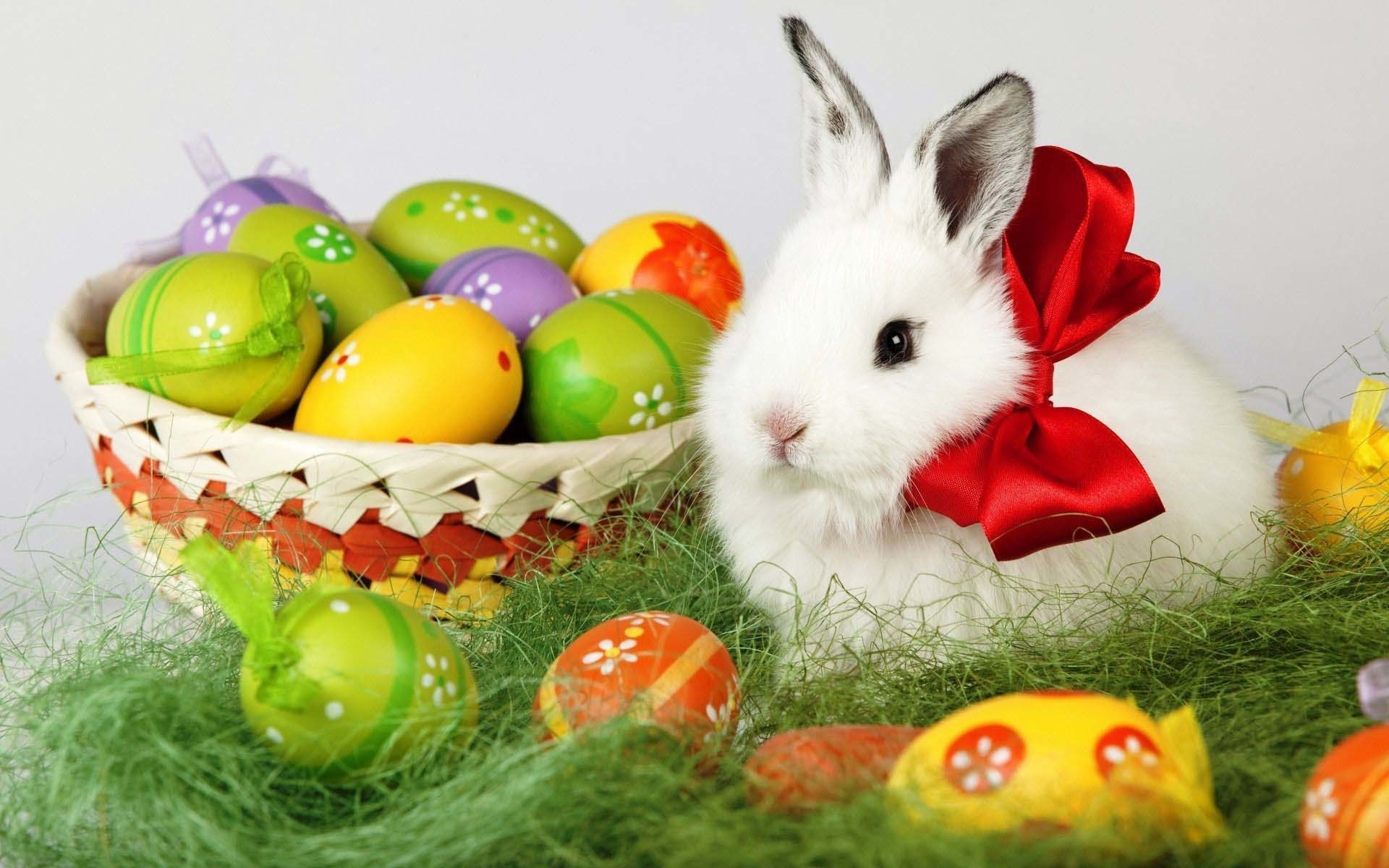 1920x1200 Easter Bunny Wallpapers HD.