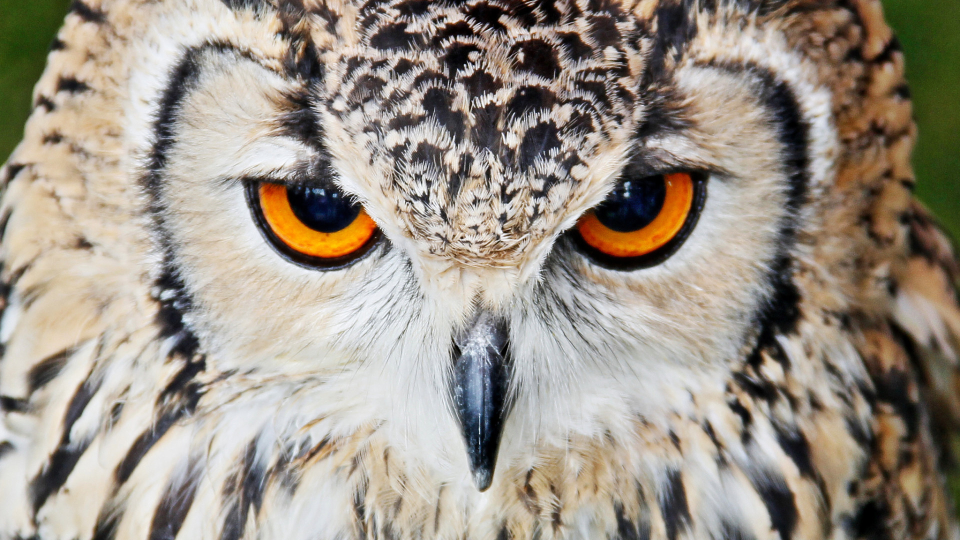 1920x1080 Preview wallpaper owl, beak, eyes, close up 