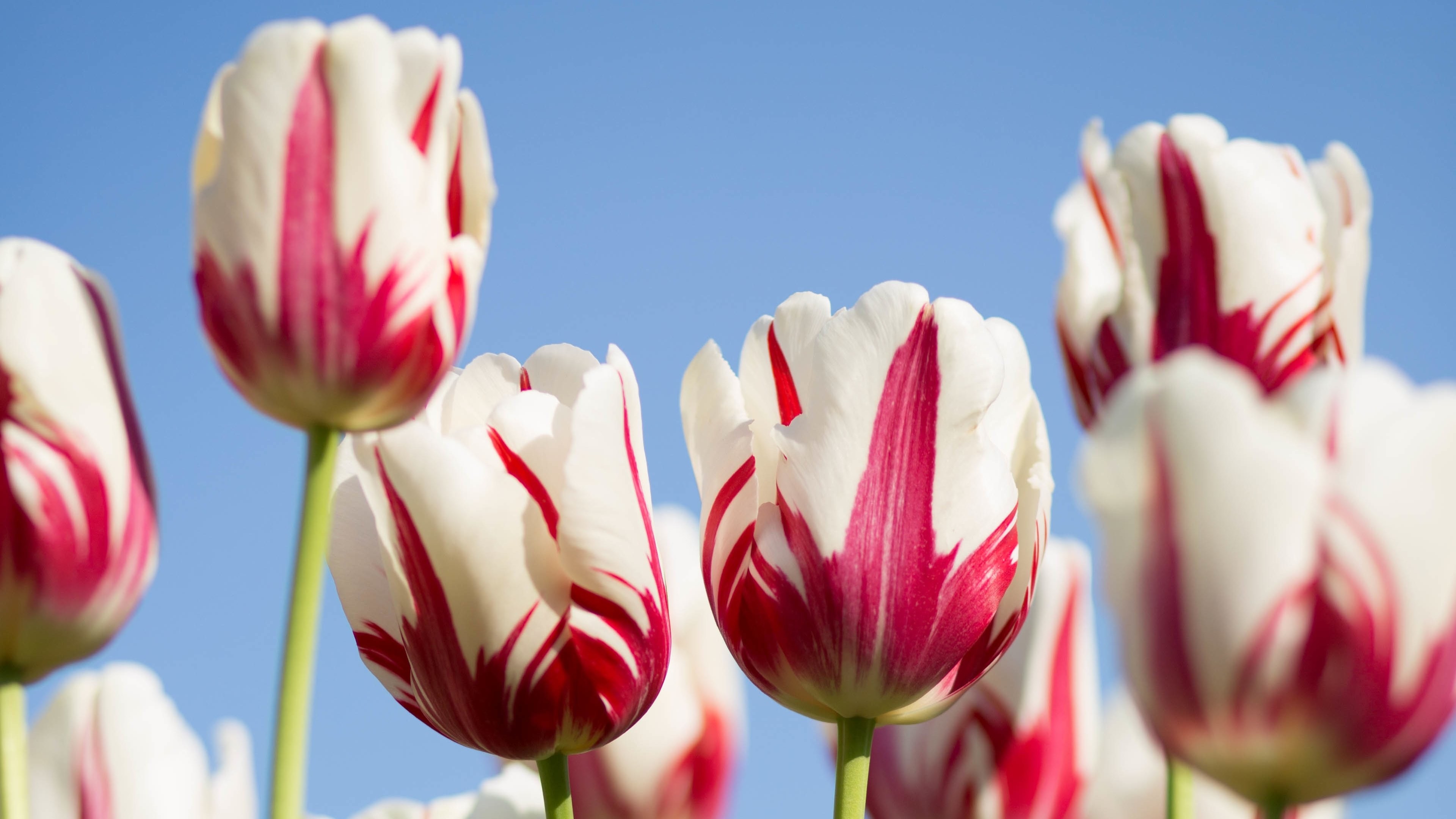 3840x2160 4K HD Wallpaper: Red-White Tulips Â· Wonderful Flowers in this free  photography