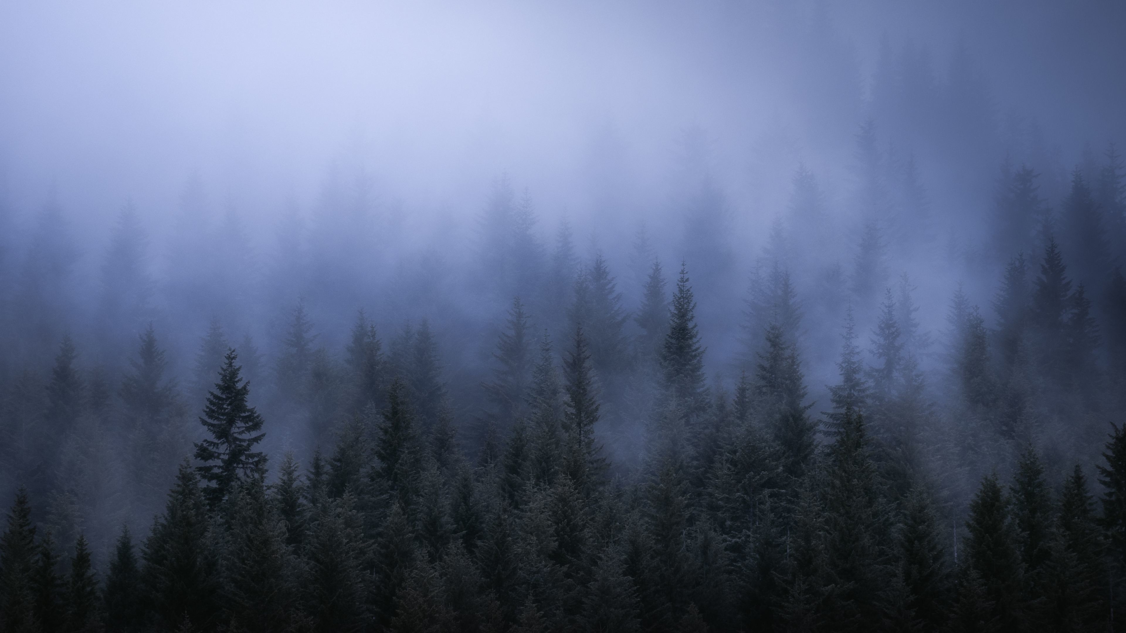 3840x2160 fog-dark-forest-tress-landscape-5k-5t.jpg