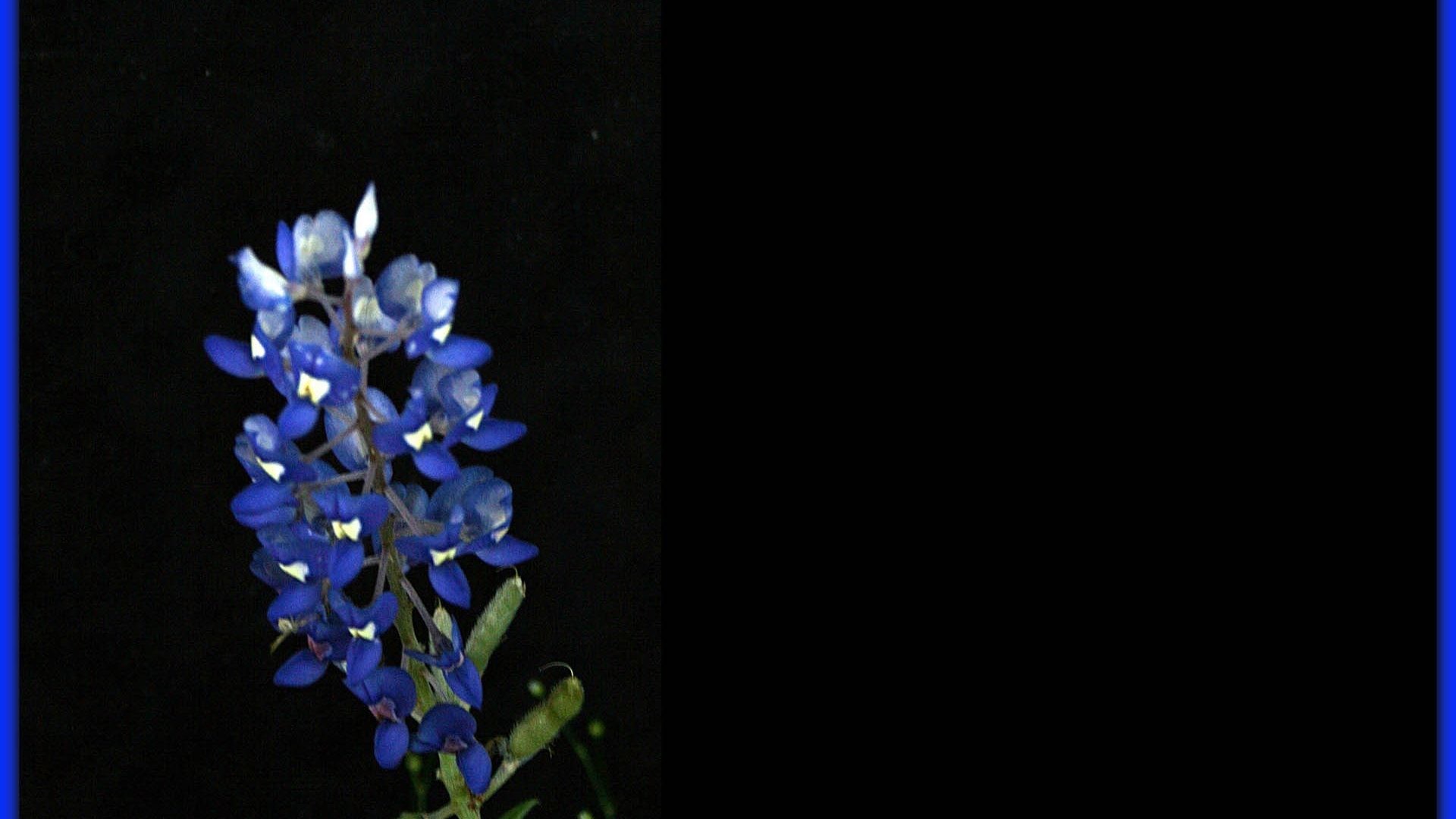 1920x1080 Bluebonnet Tag - Bluebonnet Frame Jimenez Mindbender Abstract Nature Flower  Frames Plant Nexus Upload Exotic Wallpaper