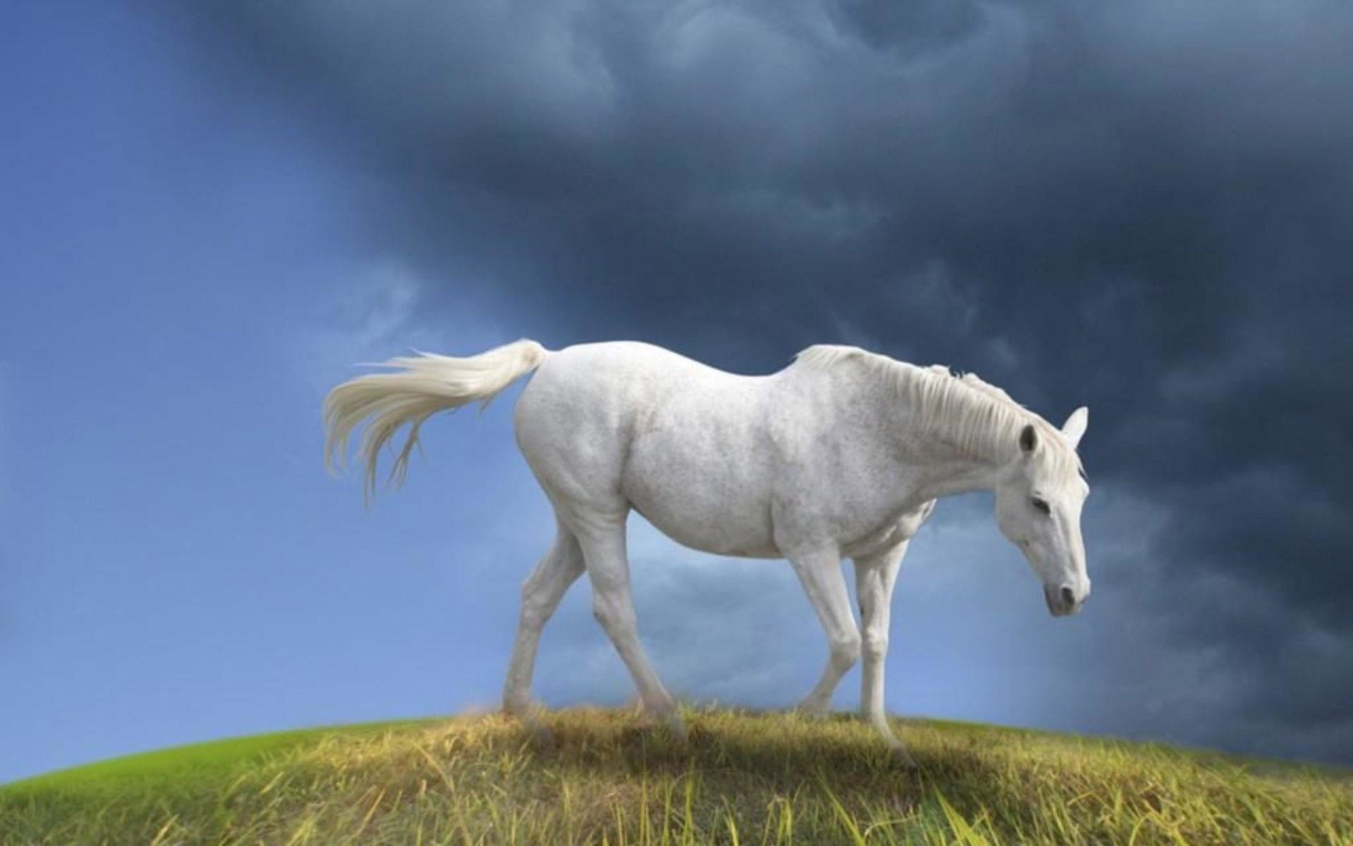 1920x1200 Animals For > White Horse Wallpaper Desktop